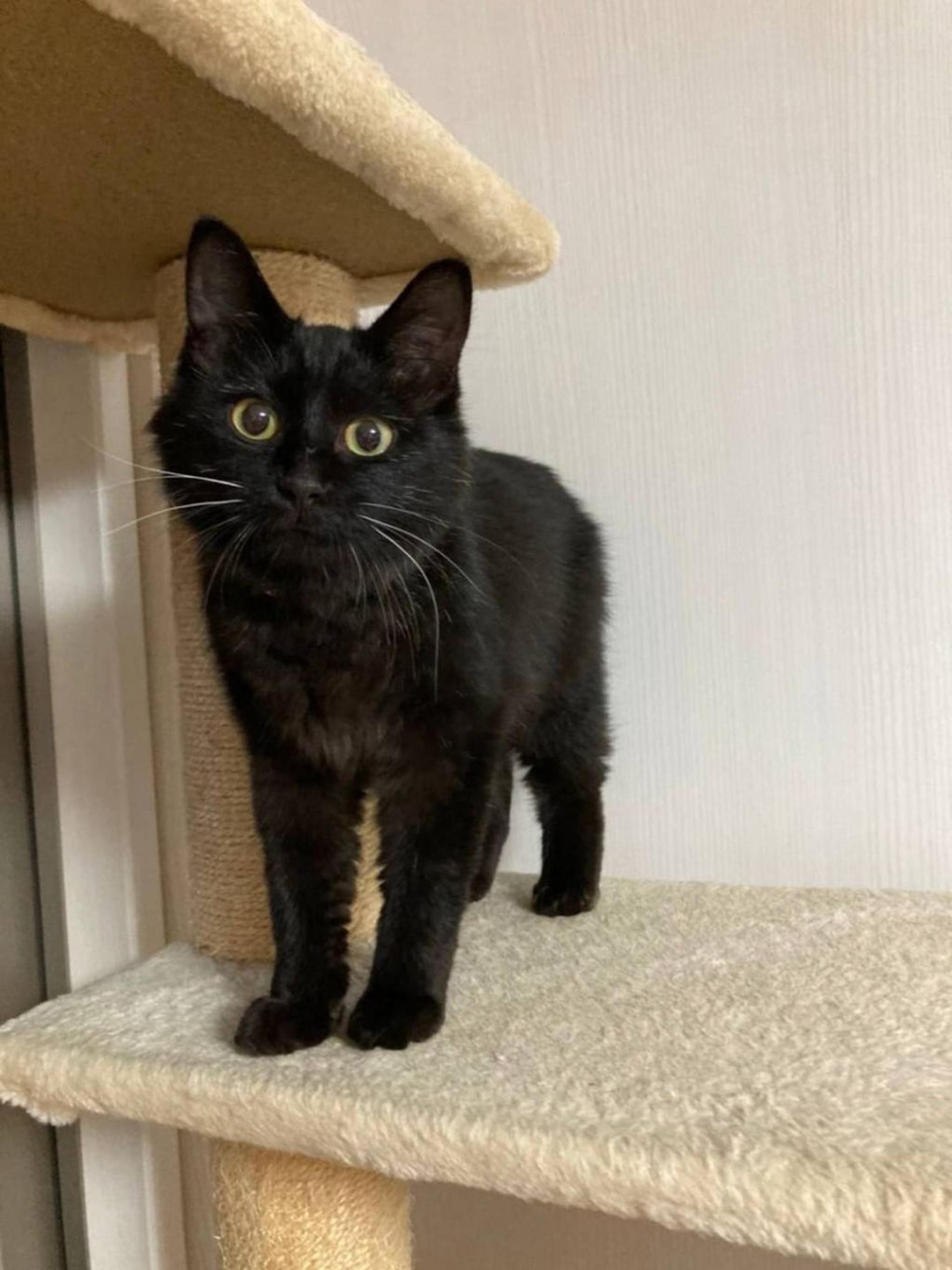 pet-image-9