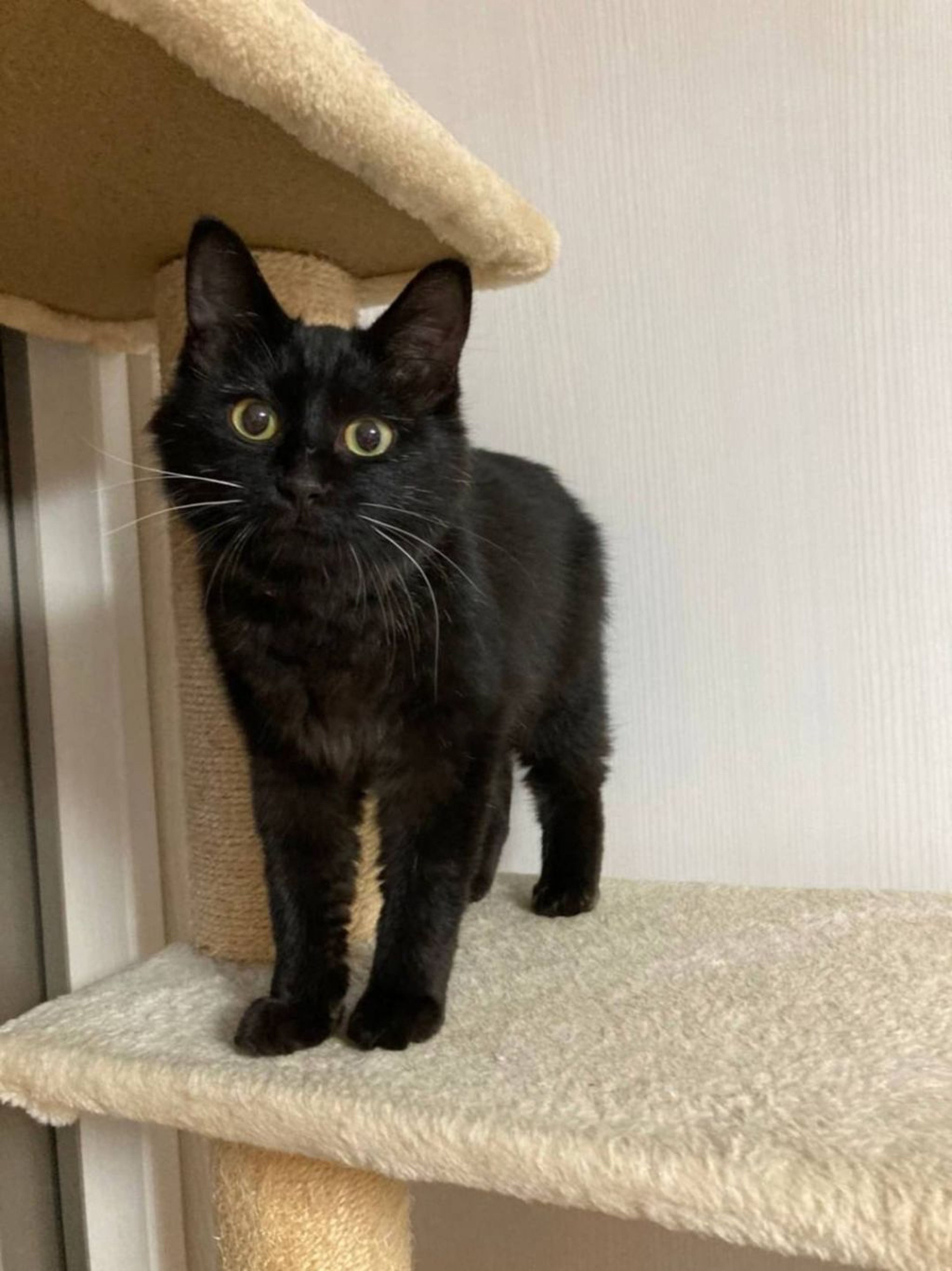 pet-image-9