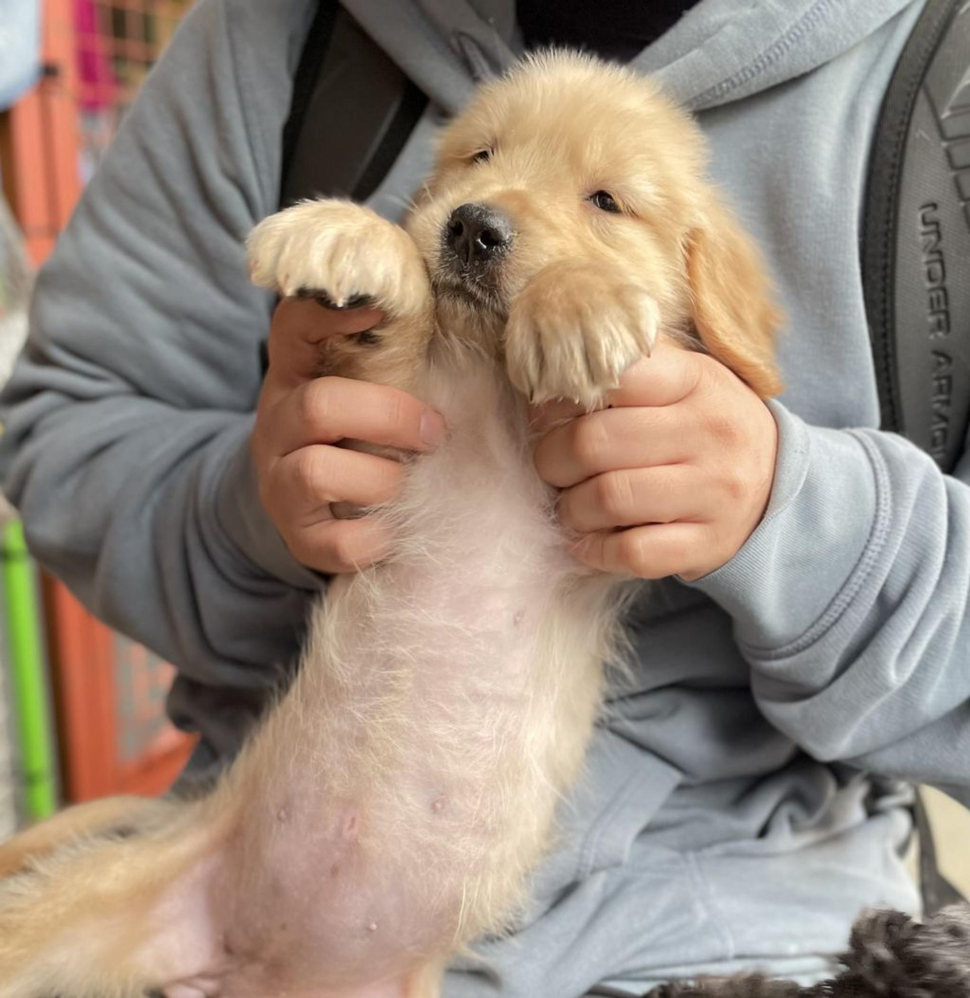 pet-image-3