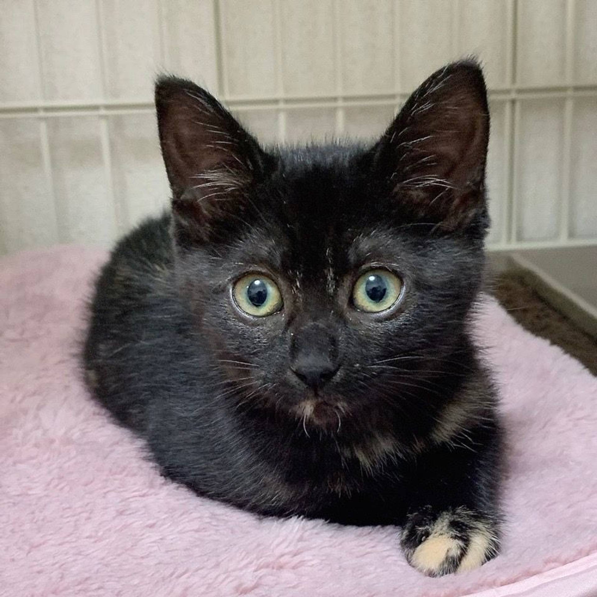 雑種（ミックス猫）・メスの里親募集の写真