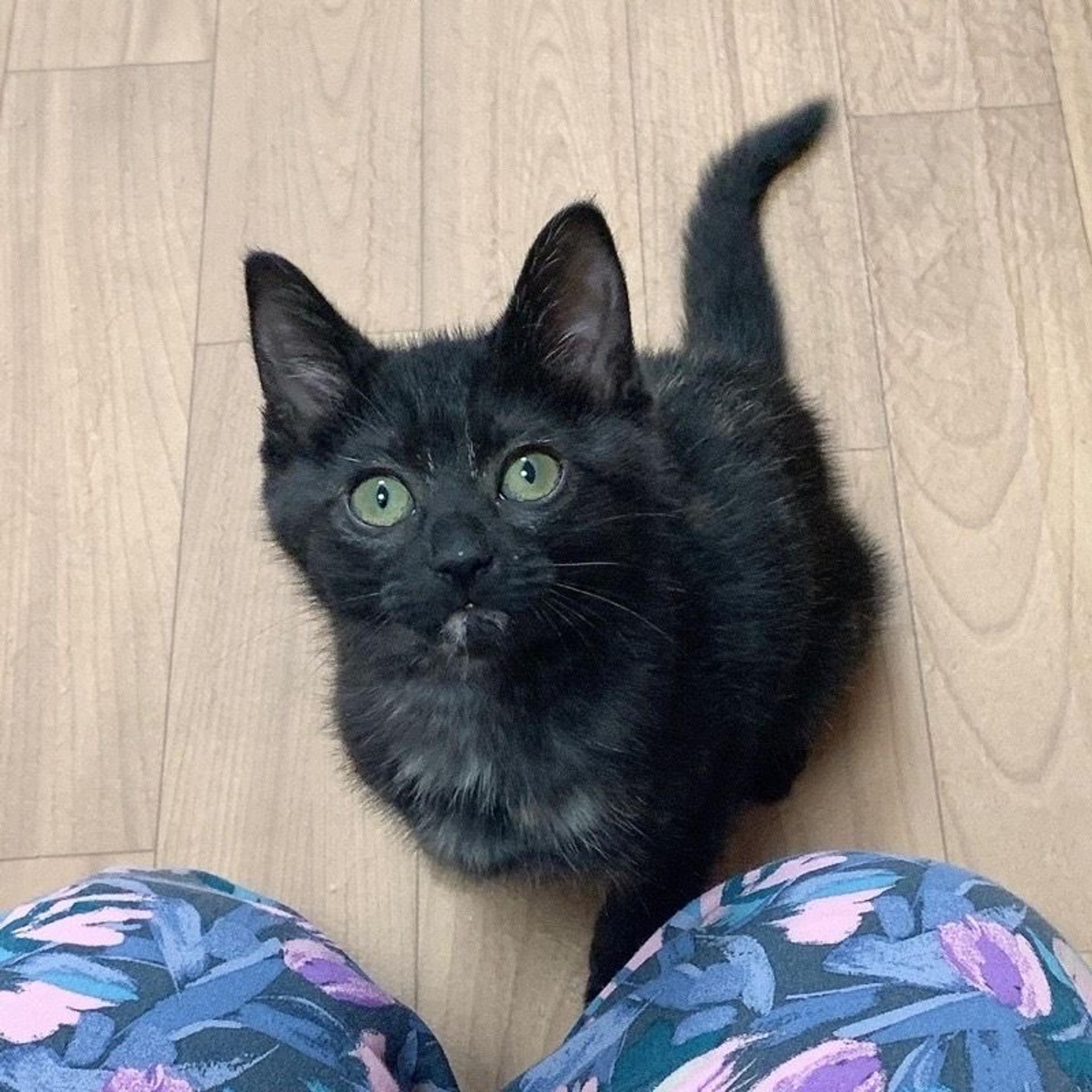 pet-image-3
