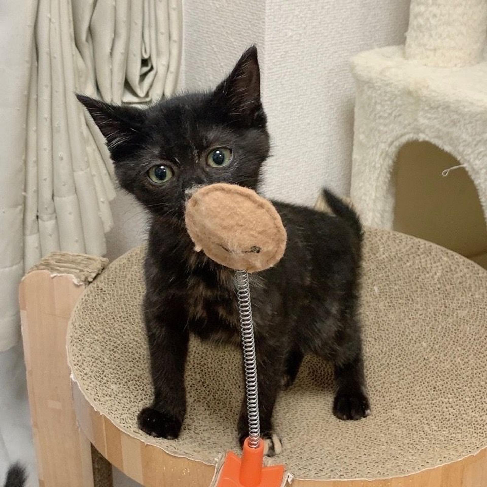 pet-image-4