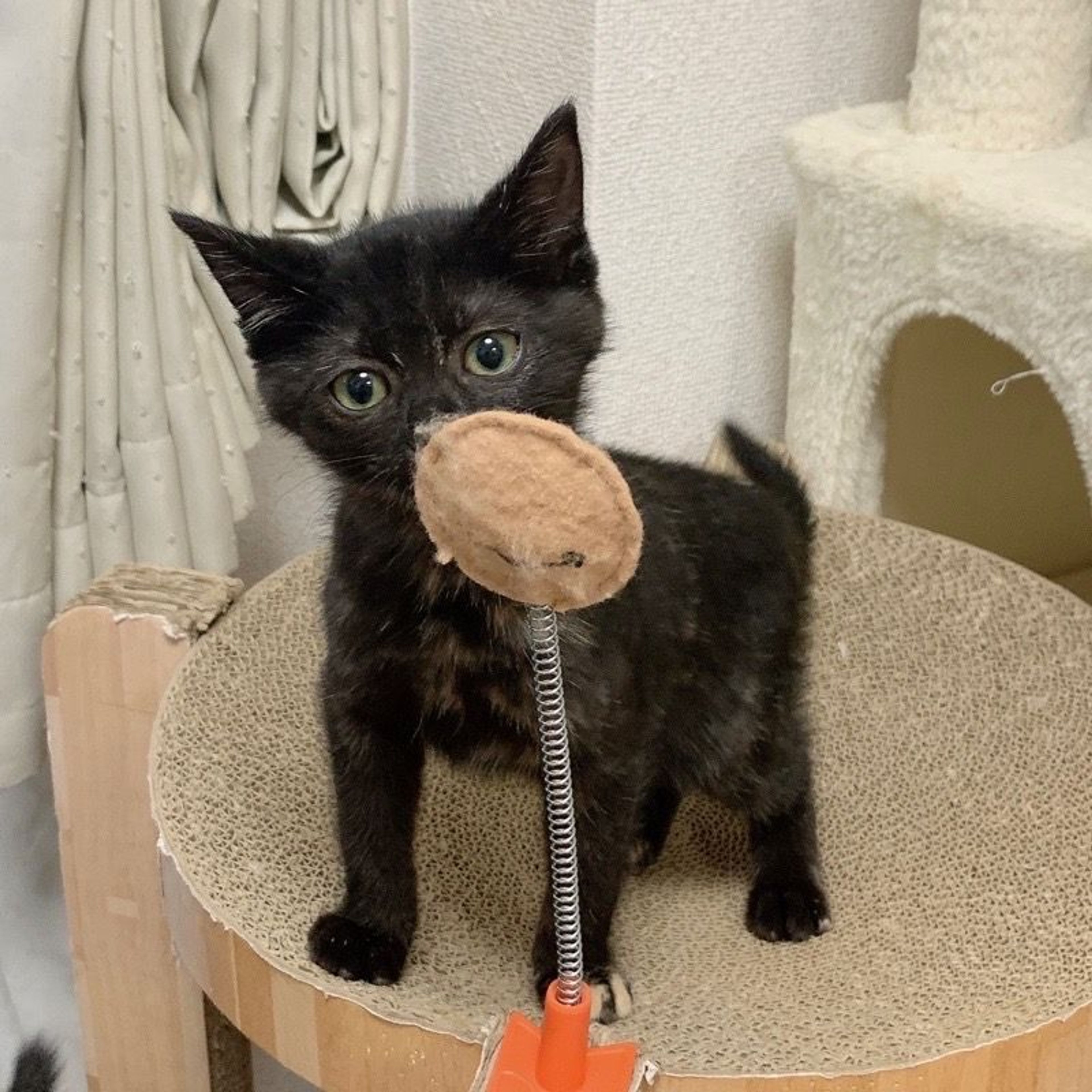 pet-image-4