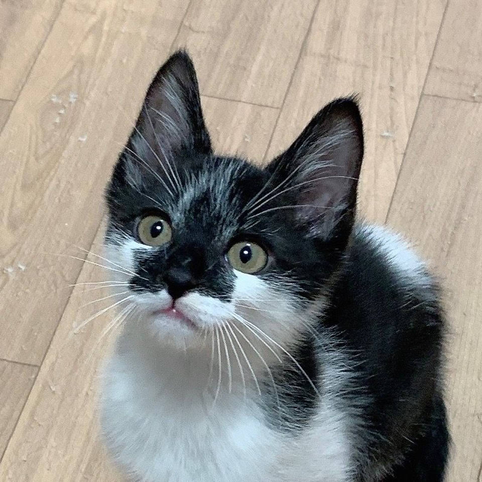 雑種（ミックス猫）・オスの里親募集の写真