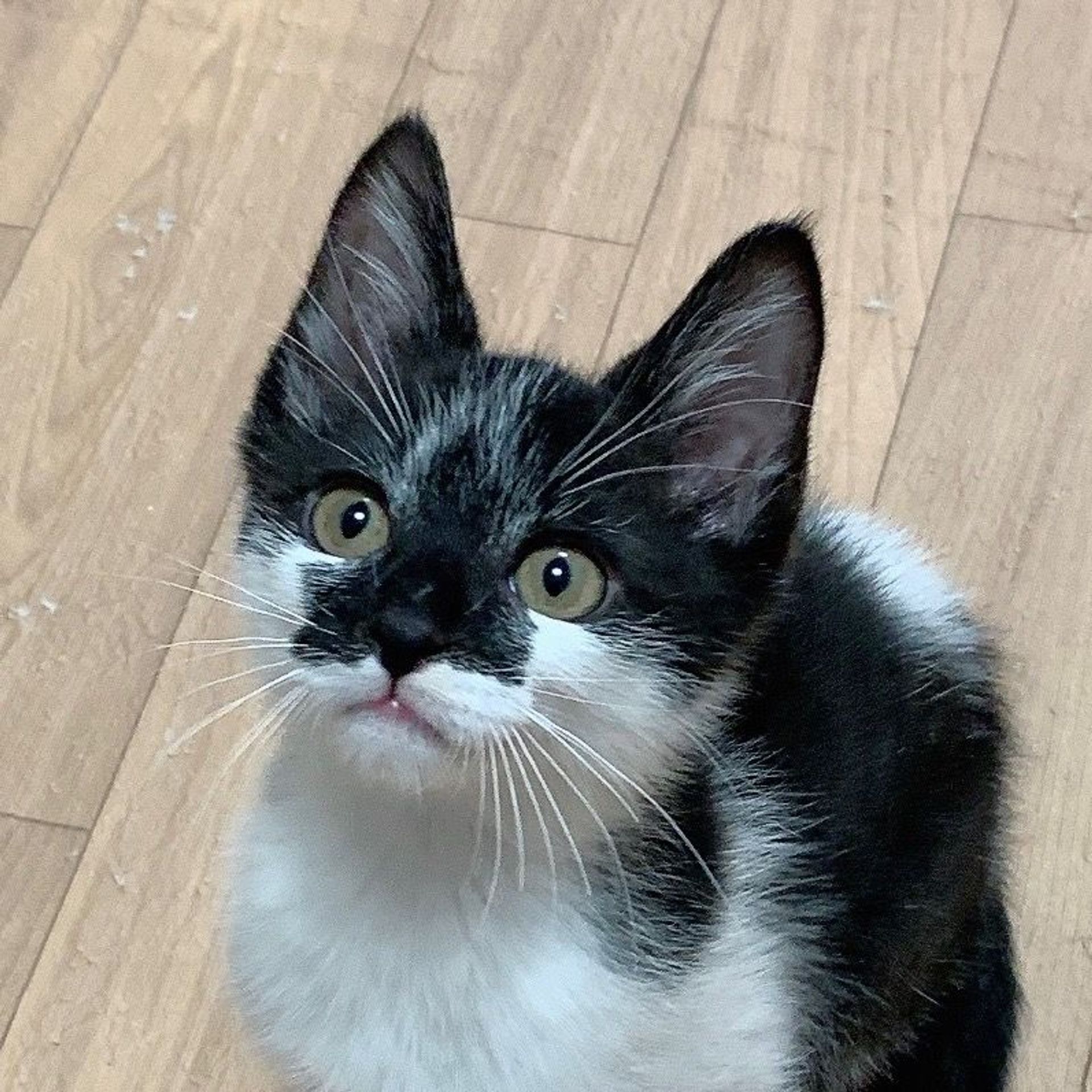 雑種（ミックス猫）・オスの里親募集の写真
