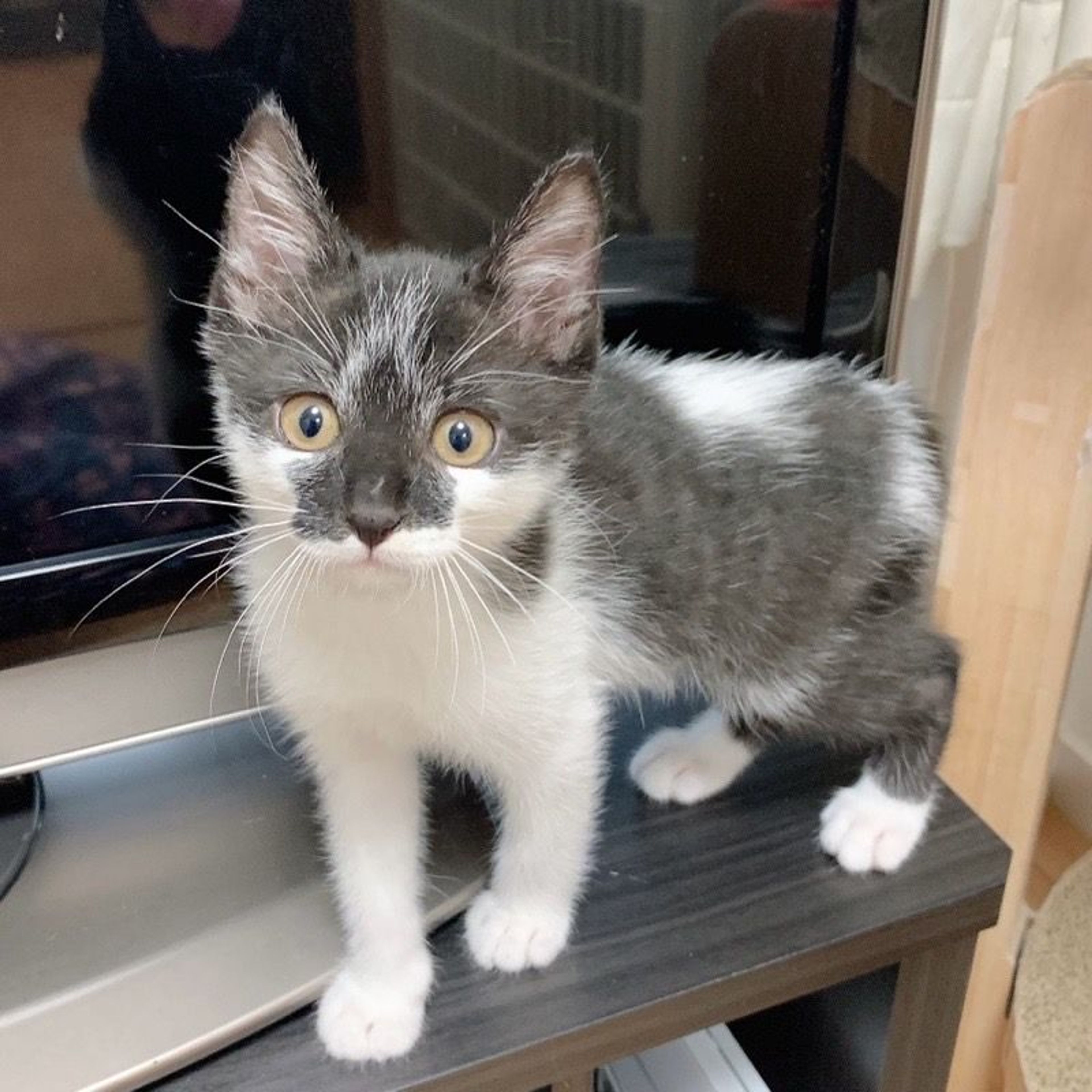 pet-image-3