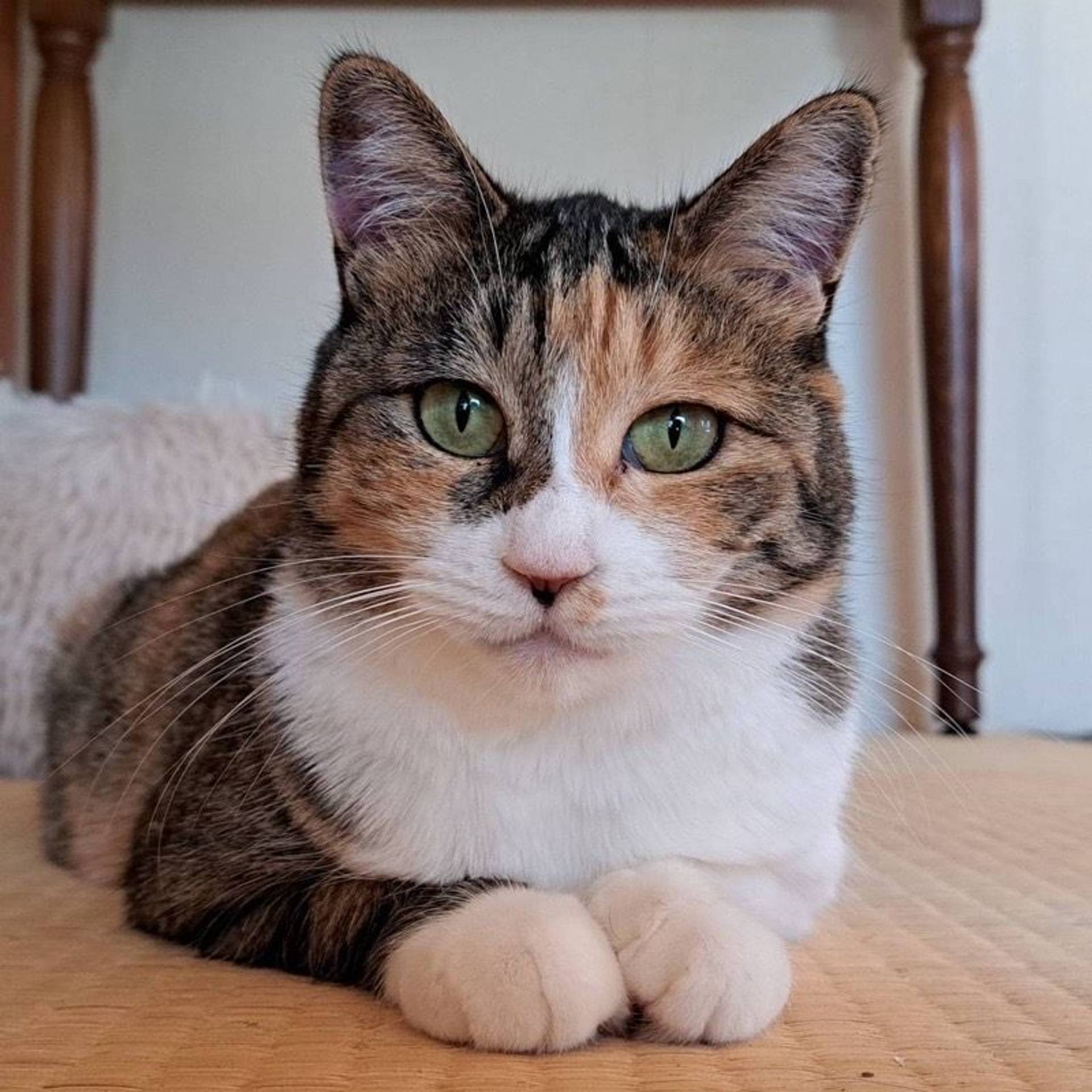 雑種（ミックス猫）・メスの里親募集の写真