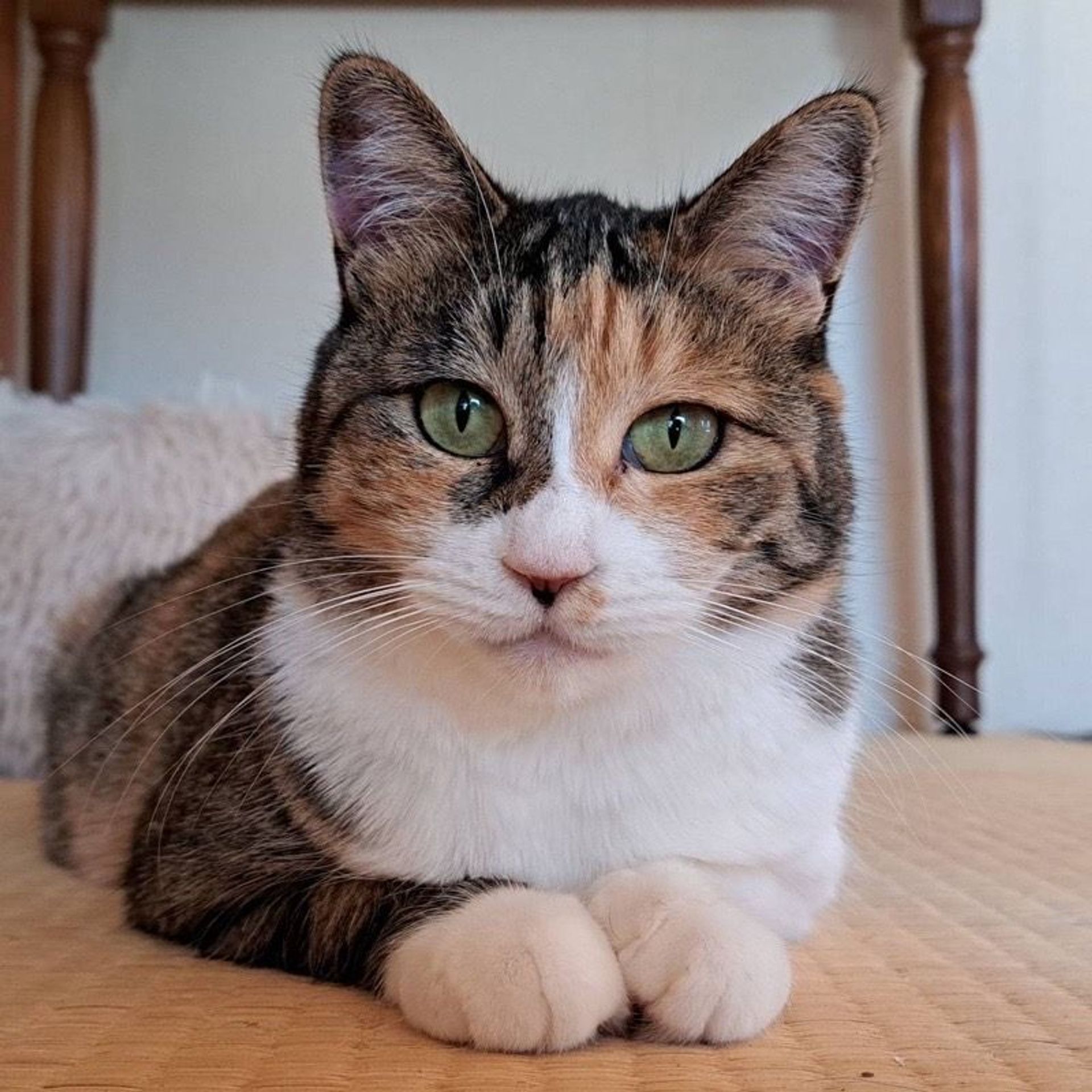 雑種（ミックス猫）・メスの里親募集の写真