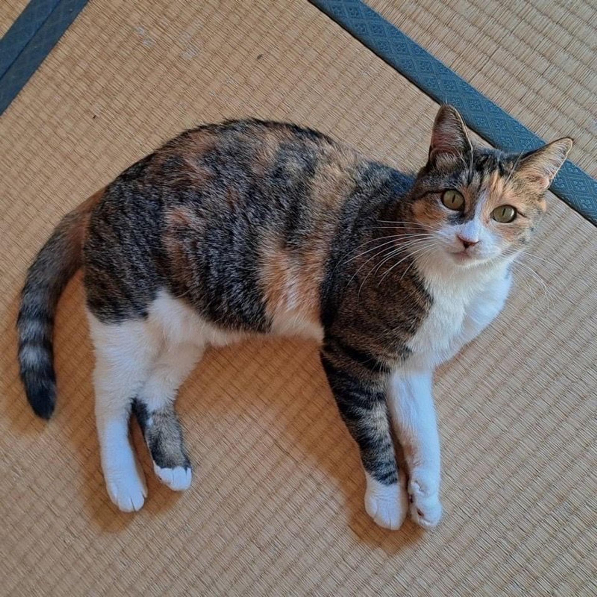 pet-image-7