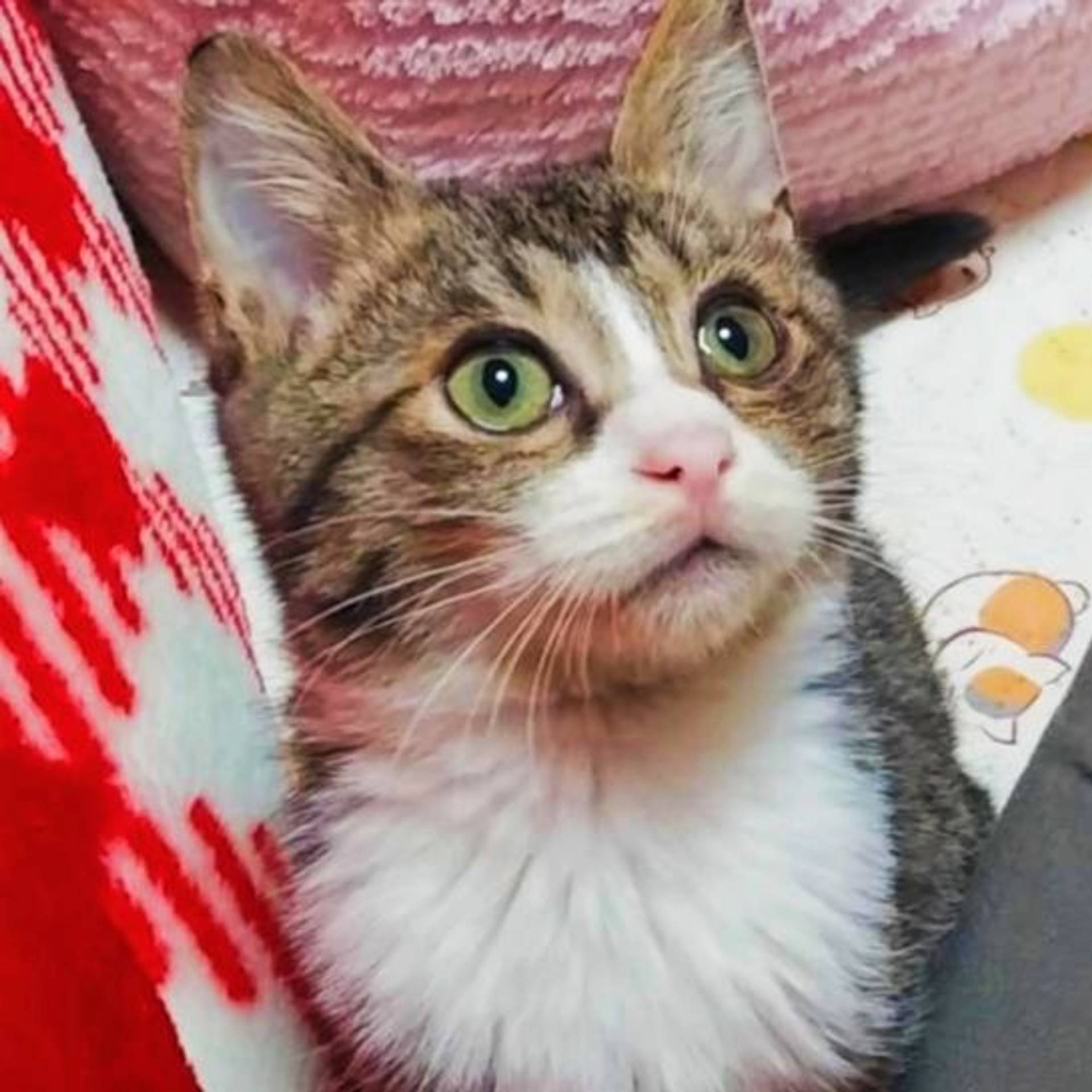 雑種（ミックス猫）・オスの里親募集の写真