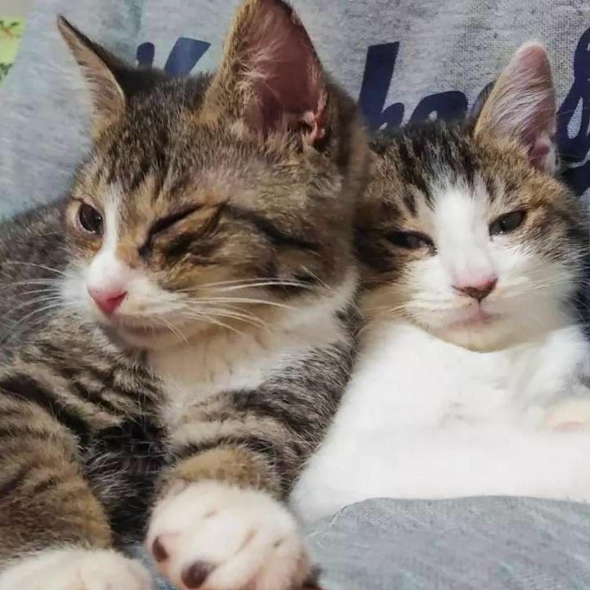 pet-image-2