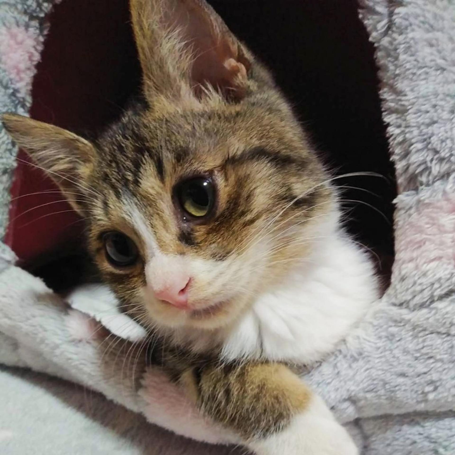 pet-image-3