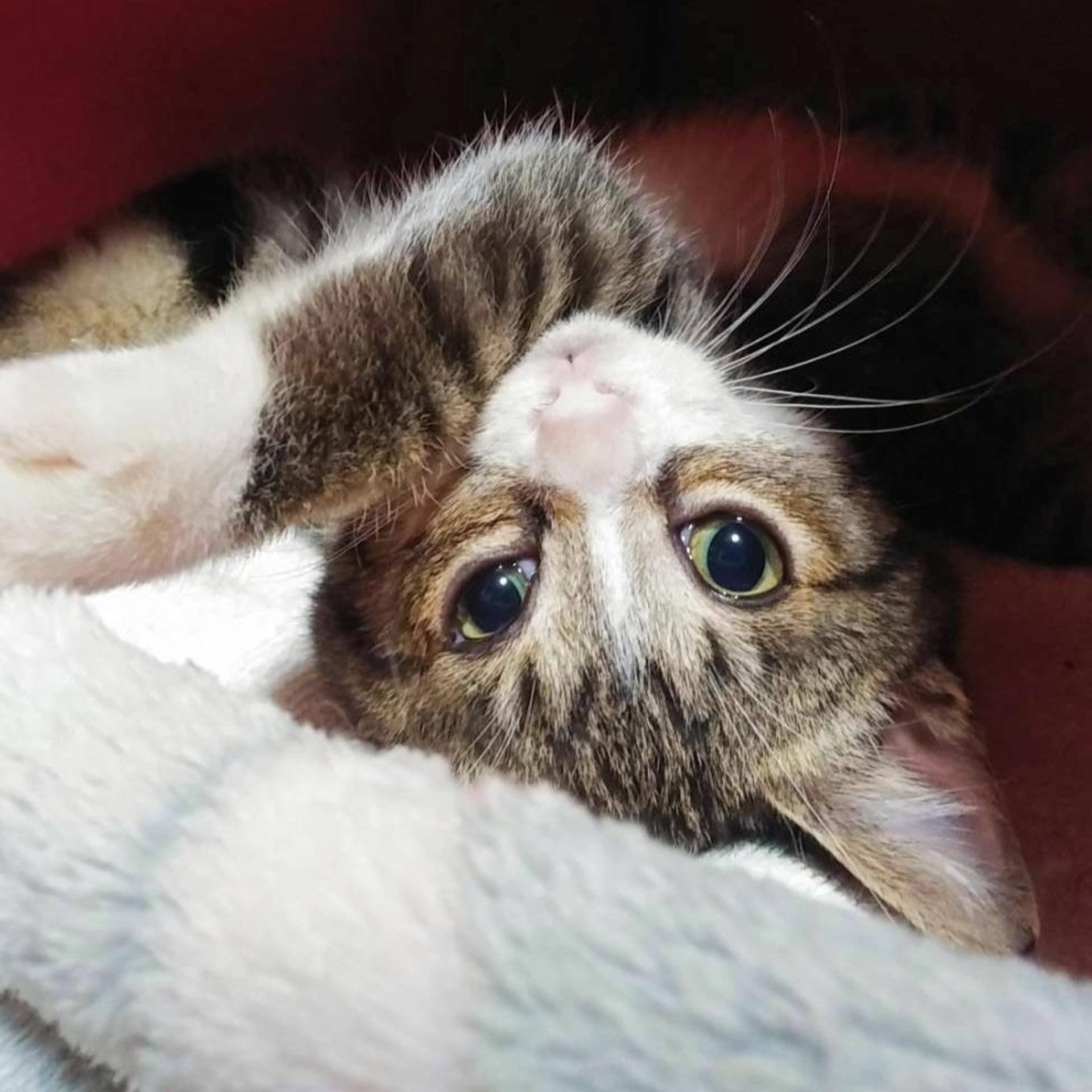 pet-image-5