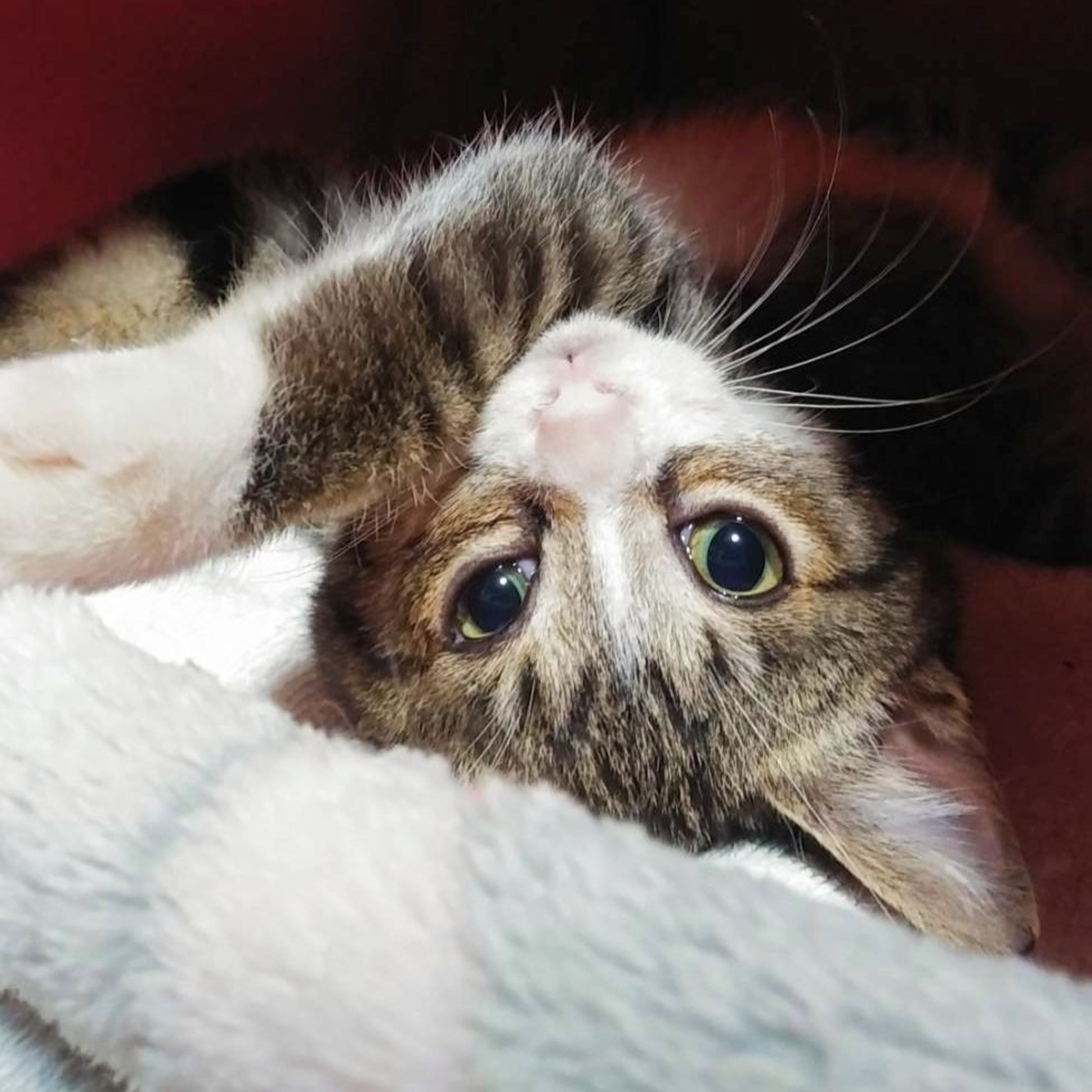 pet-image-5