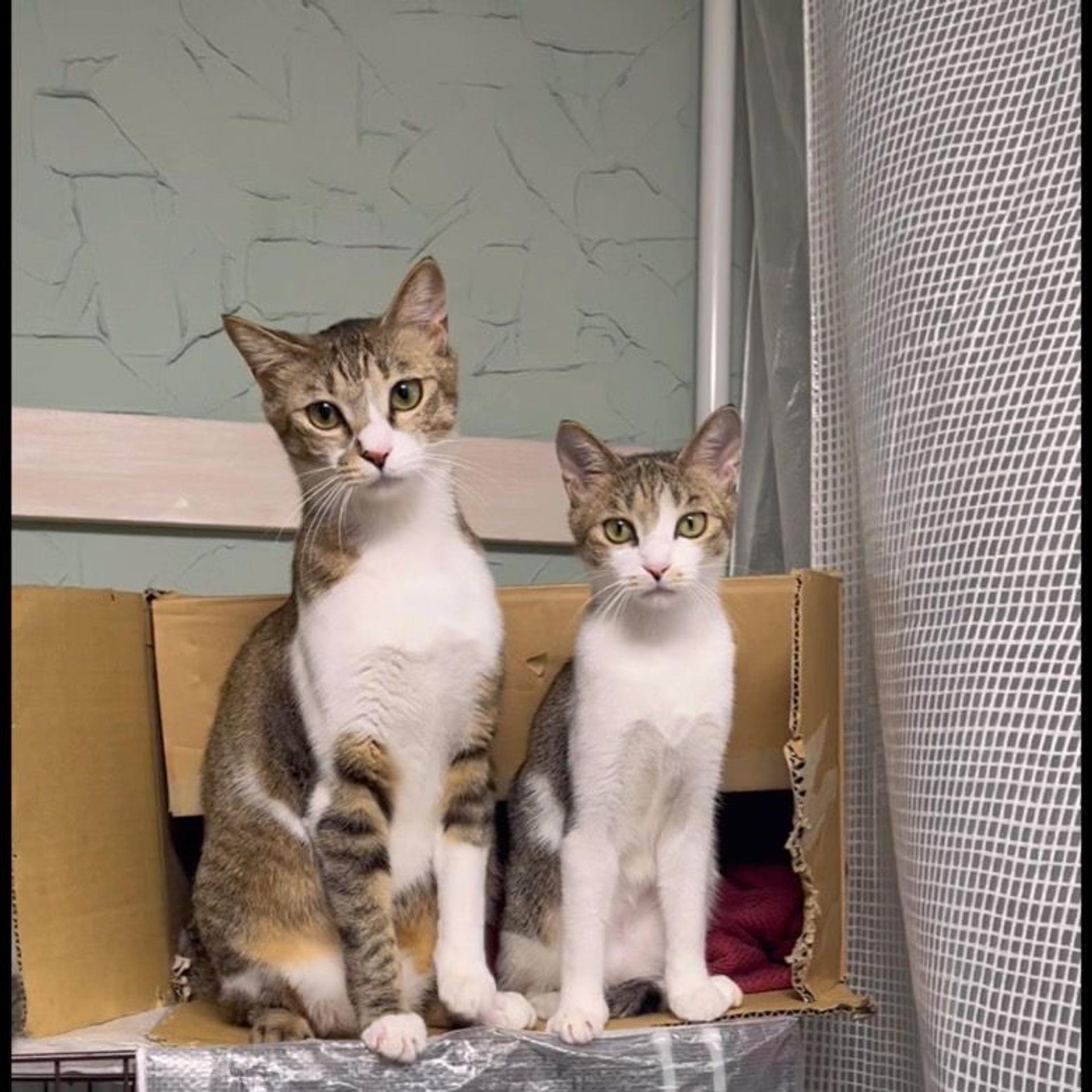 pet-image-4