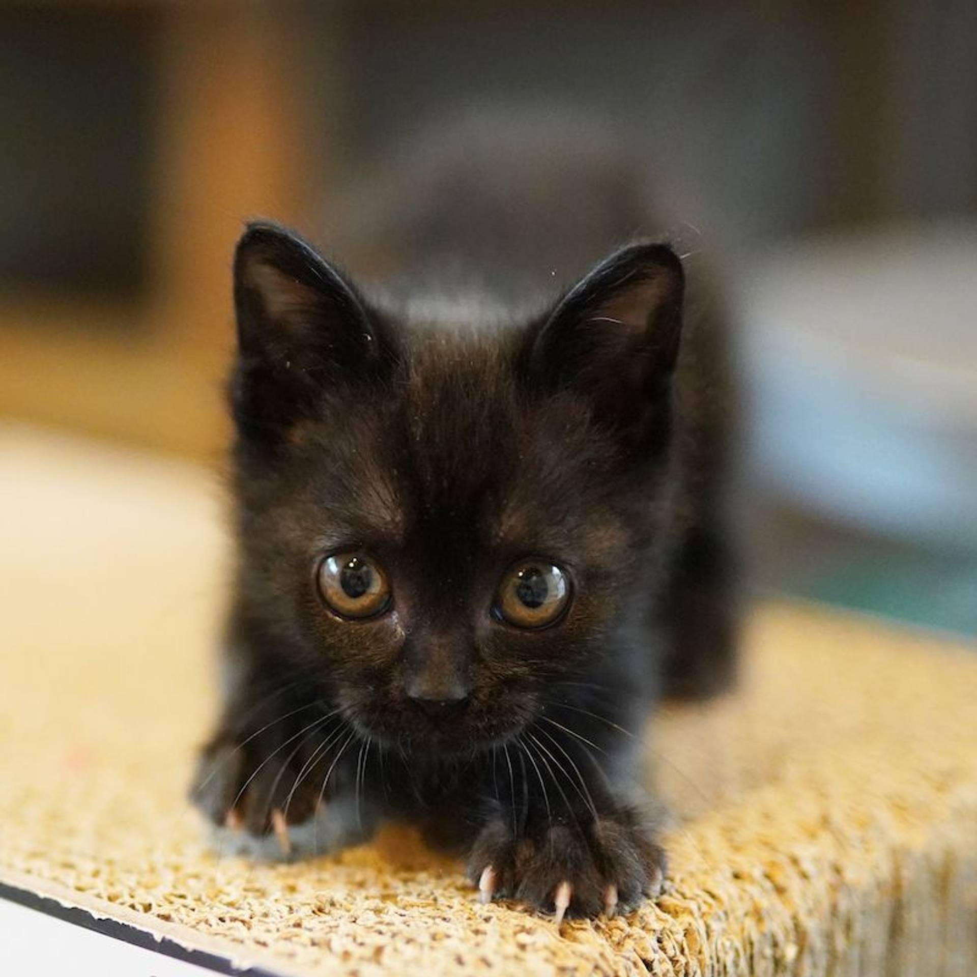 雑種（ミックス猫）・オスの里親募集の写真