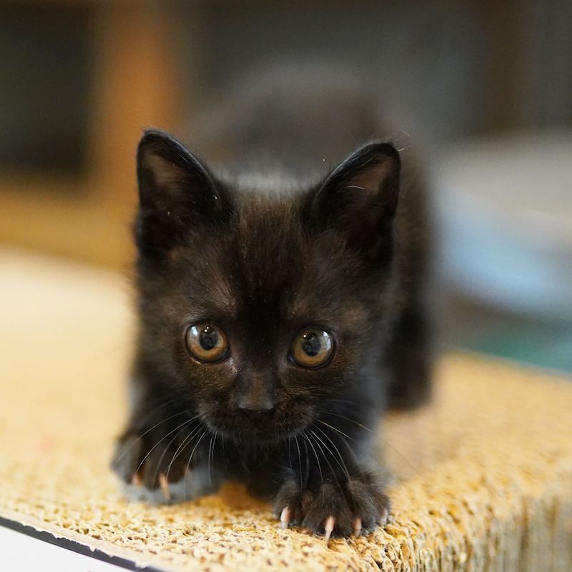 雑種（ミックス猫）・オスの里親募集の写真