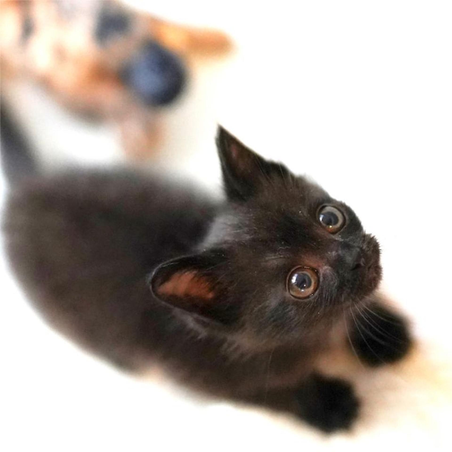 pet-image-5
