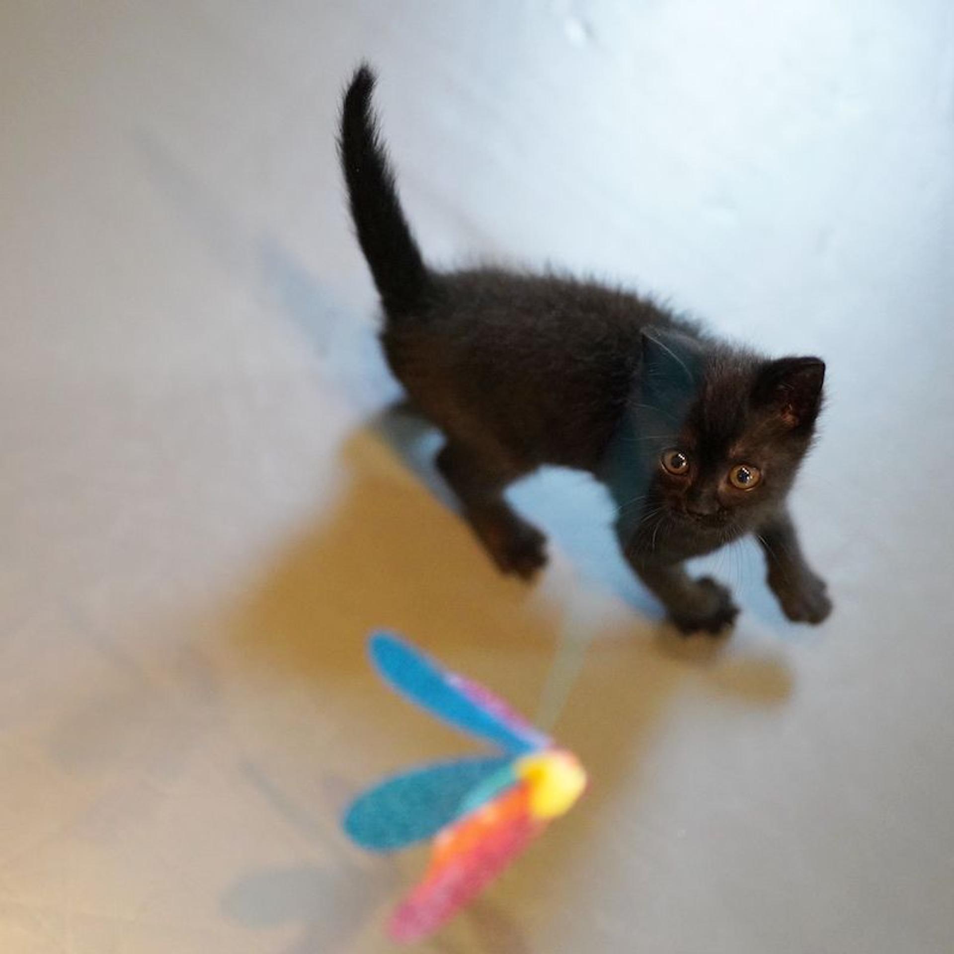 pet-image-6