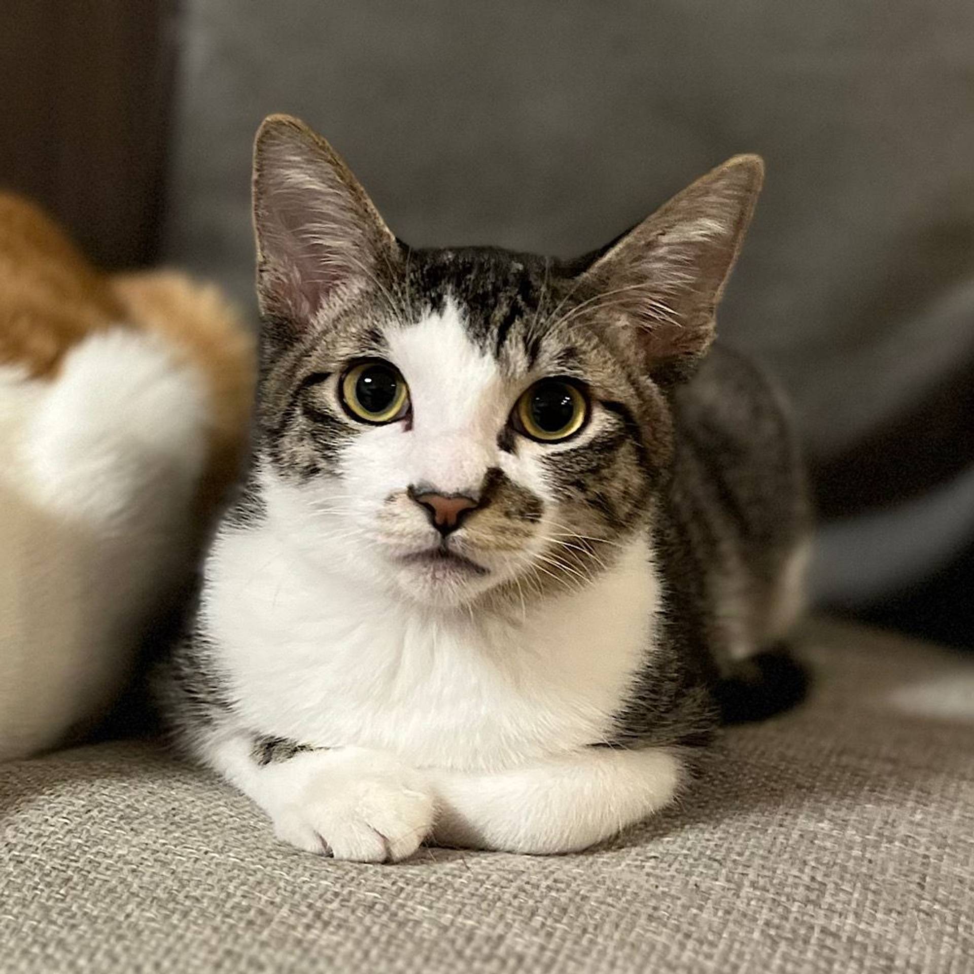 雑種（ミックス猫）・オスの里親募集の写真