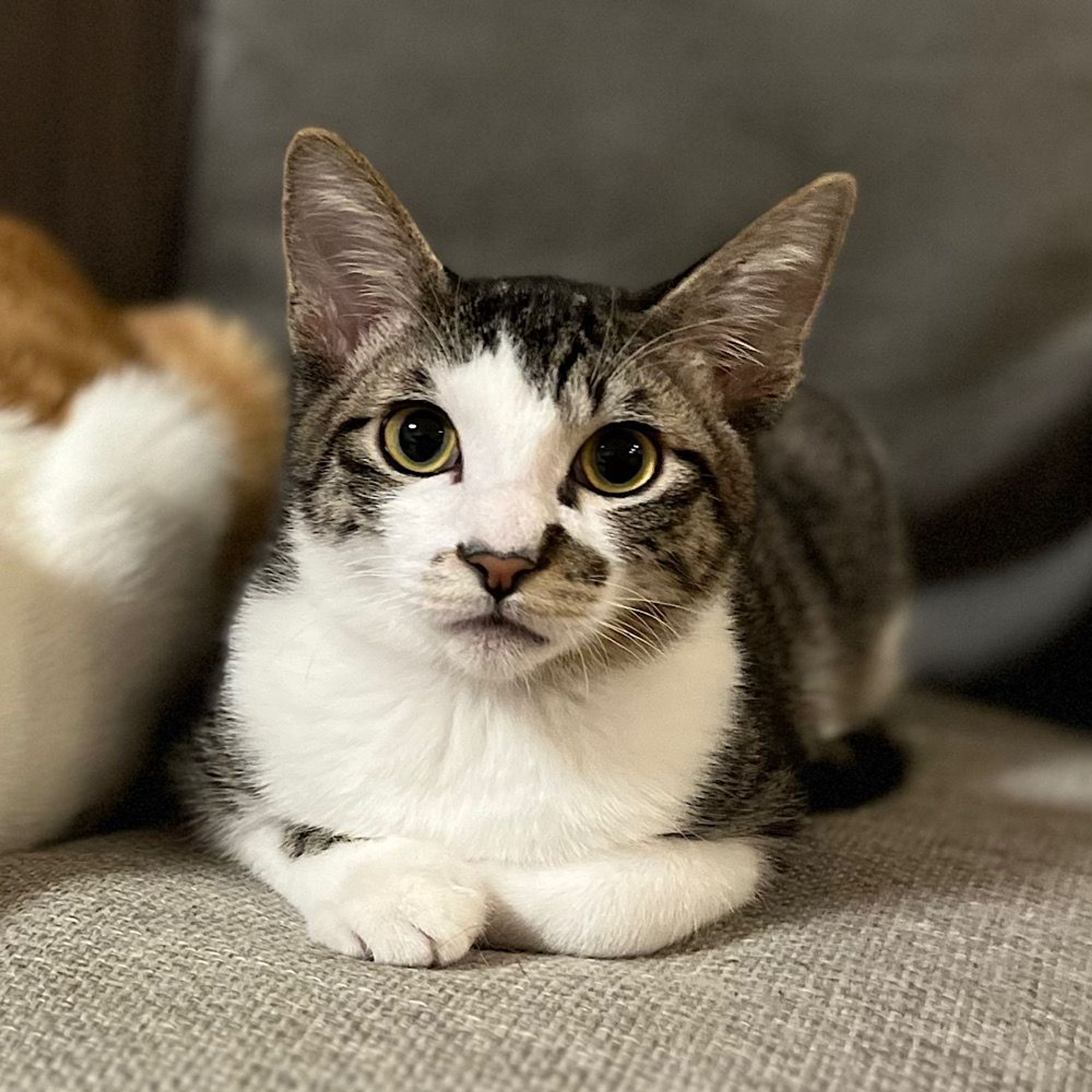雑種（ミックス猫）・オスの里親募集の写真