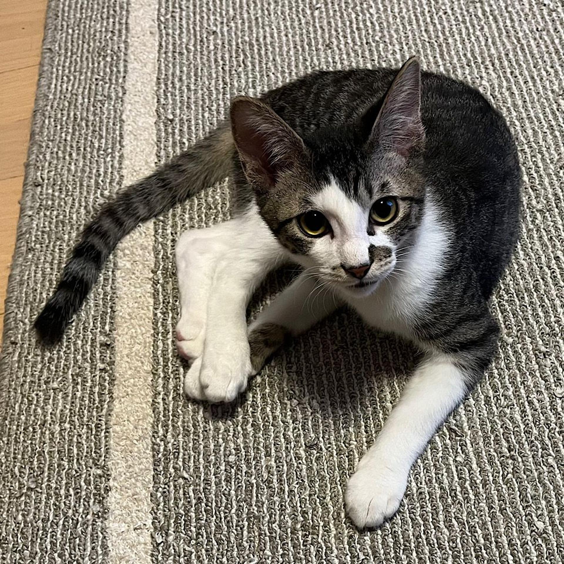 pet-image-3