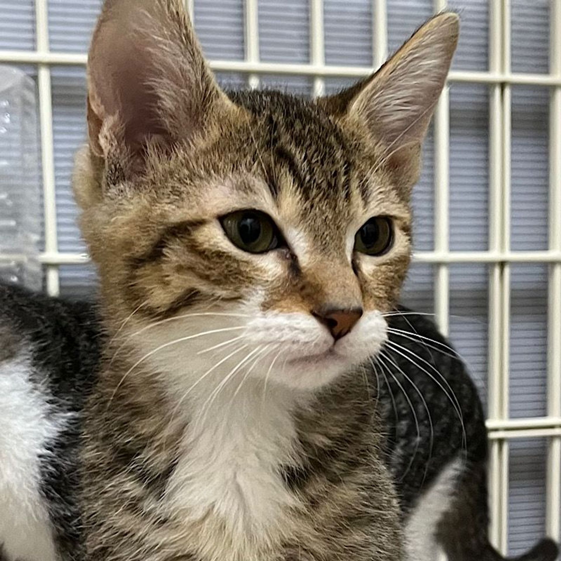 雑種（ミックス猫）・オスの里親募集の写真