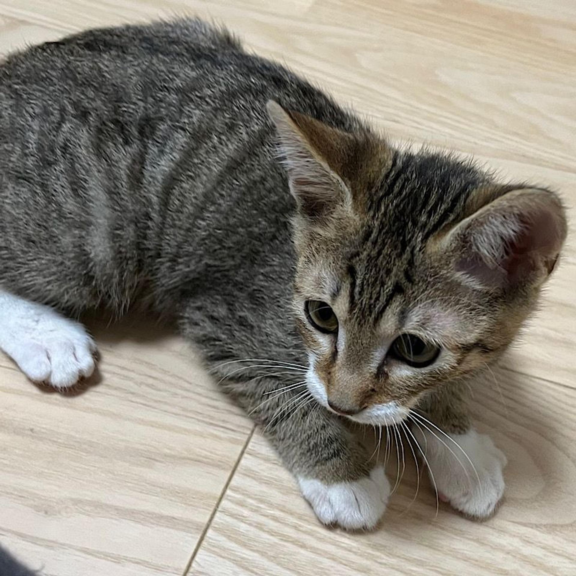 pet-image-3