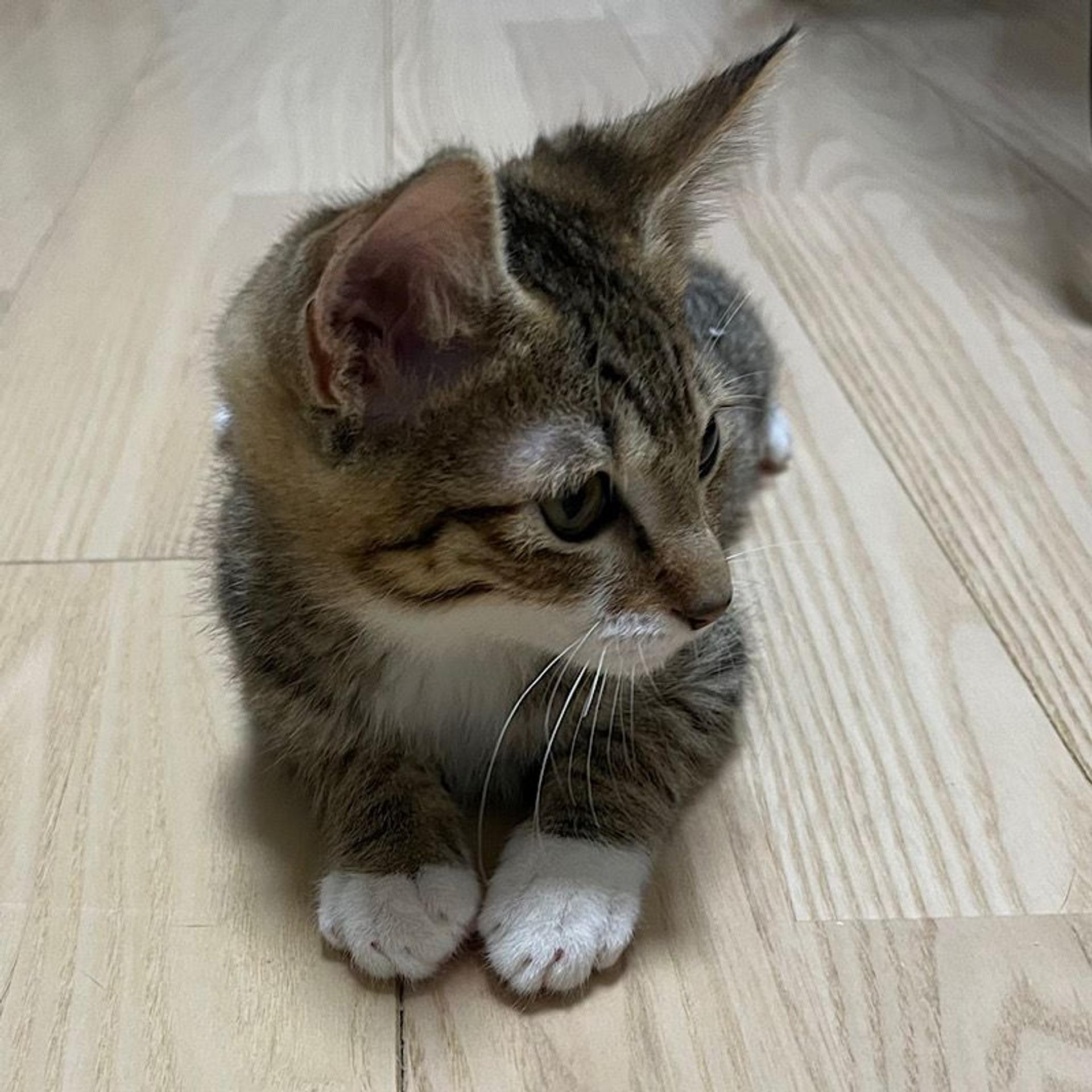 pet-image-5