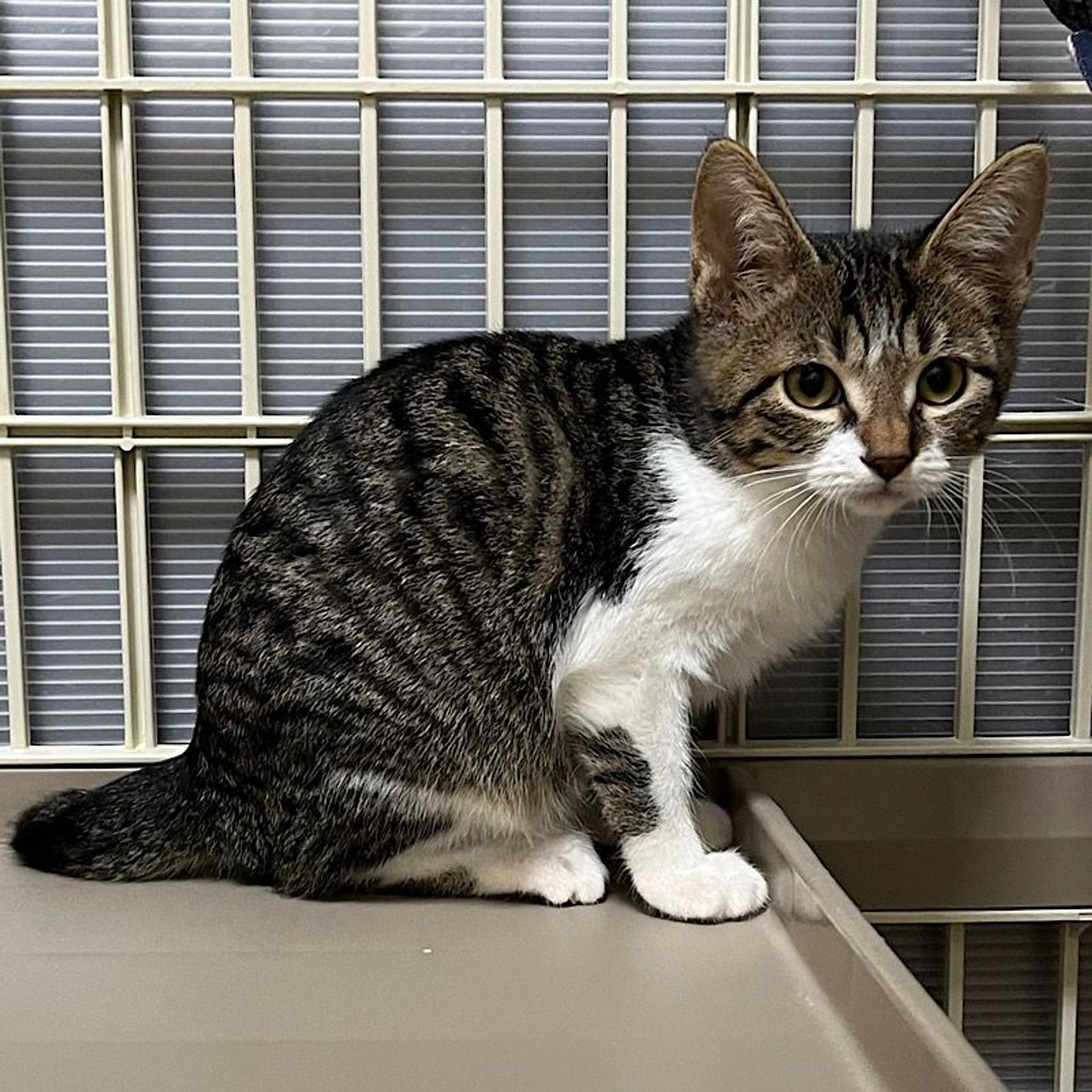 pet-image-2