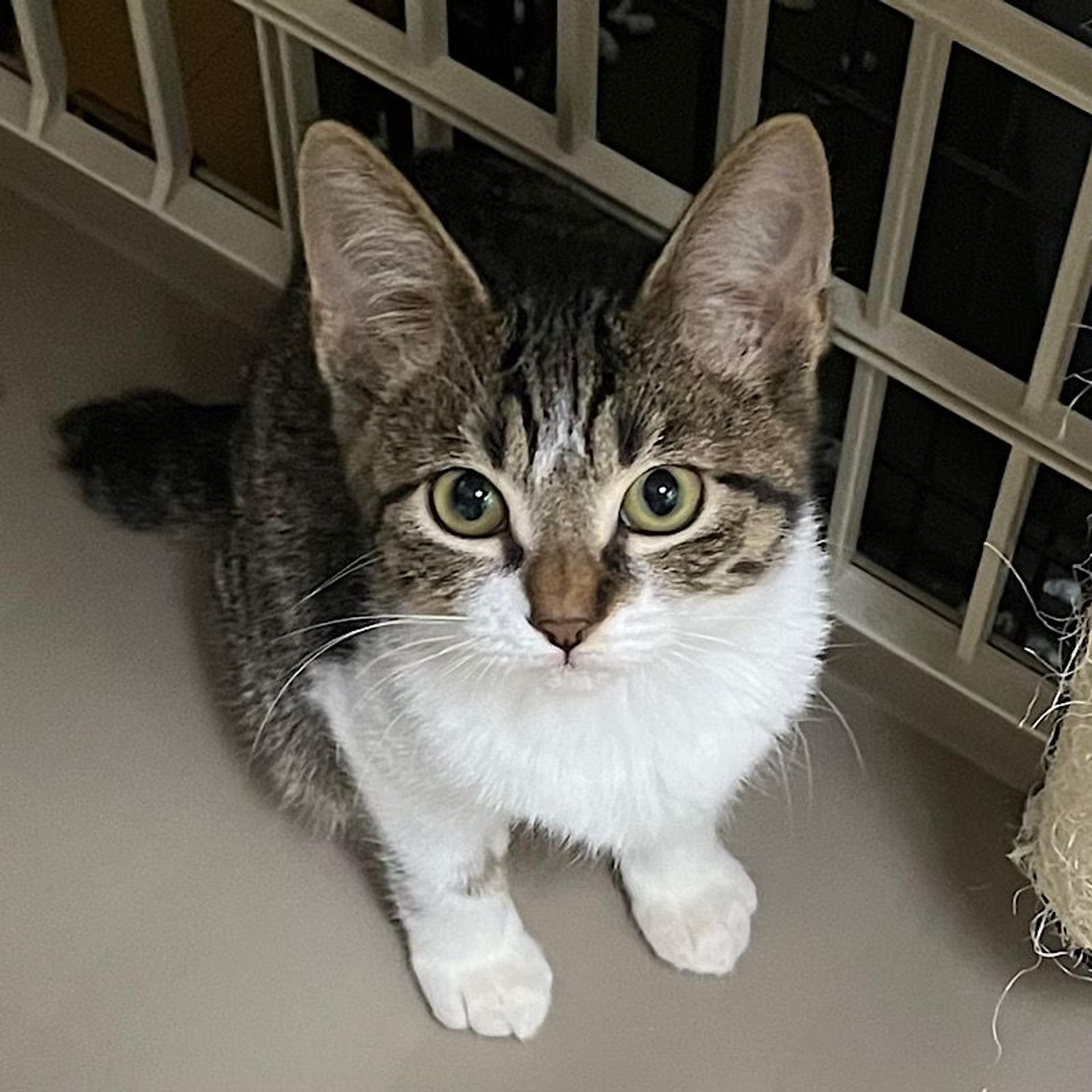 pet-image-3