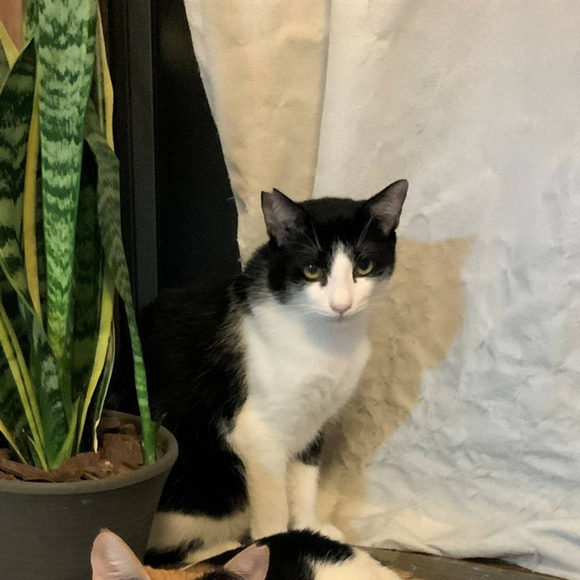 雑種（ミックス猫）・オスの里親募集の写真