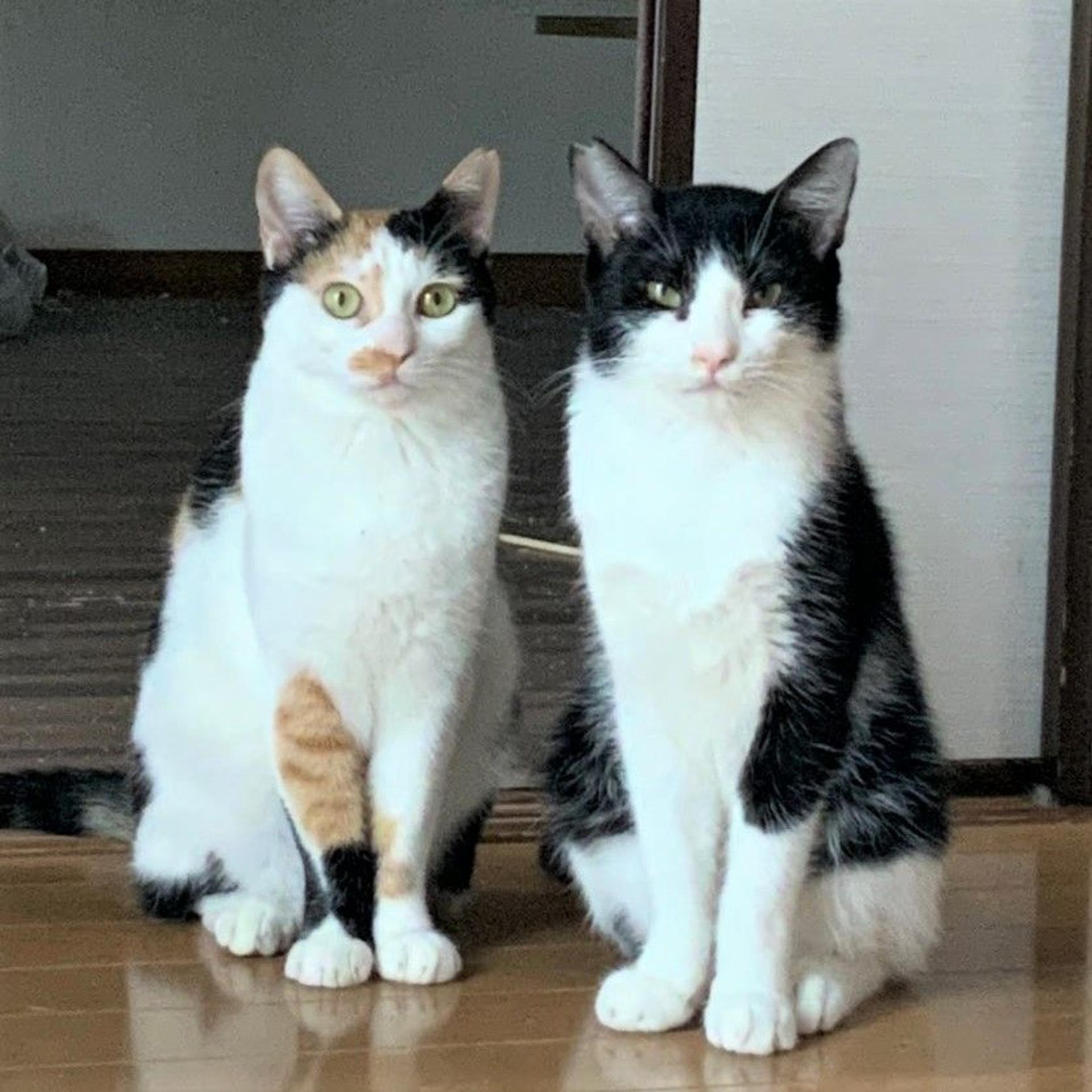pet-image-2