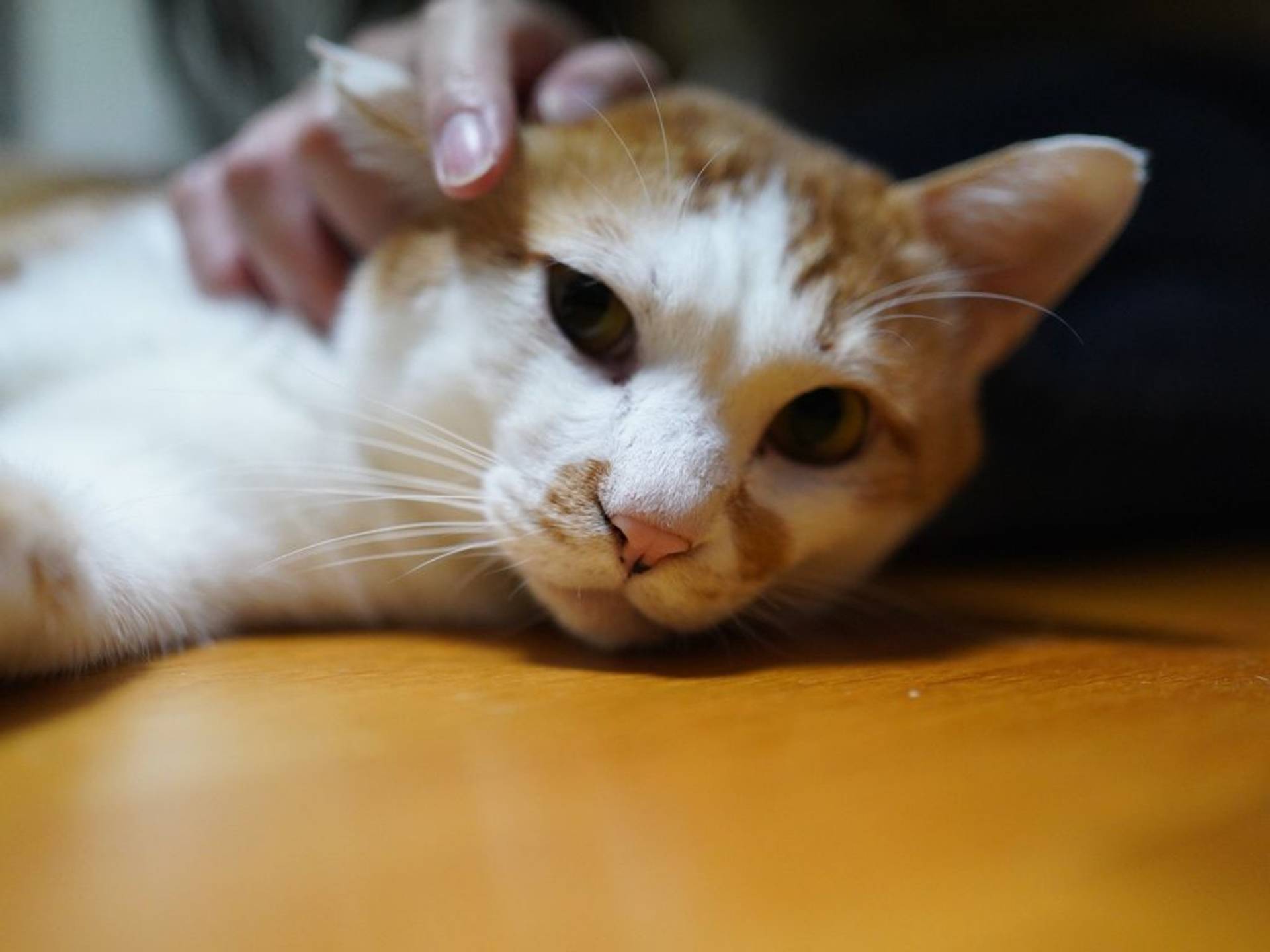 雑種（ミックス猫）・オスの里親募集の写真