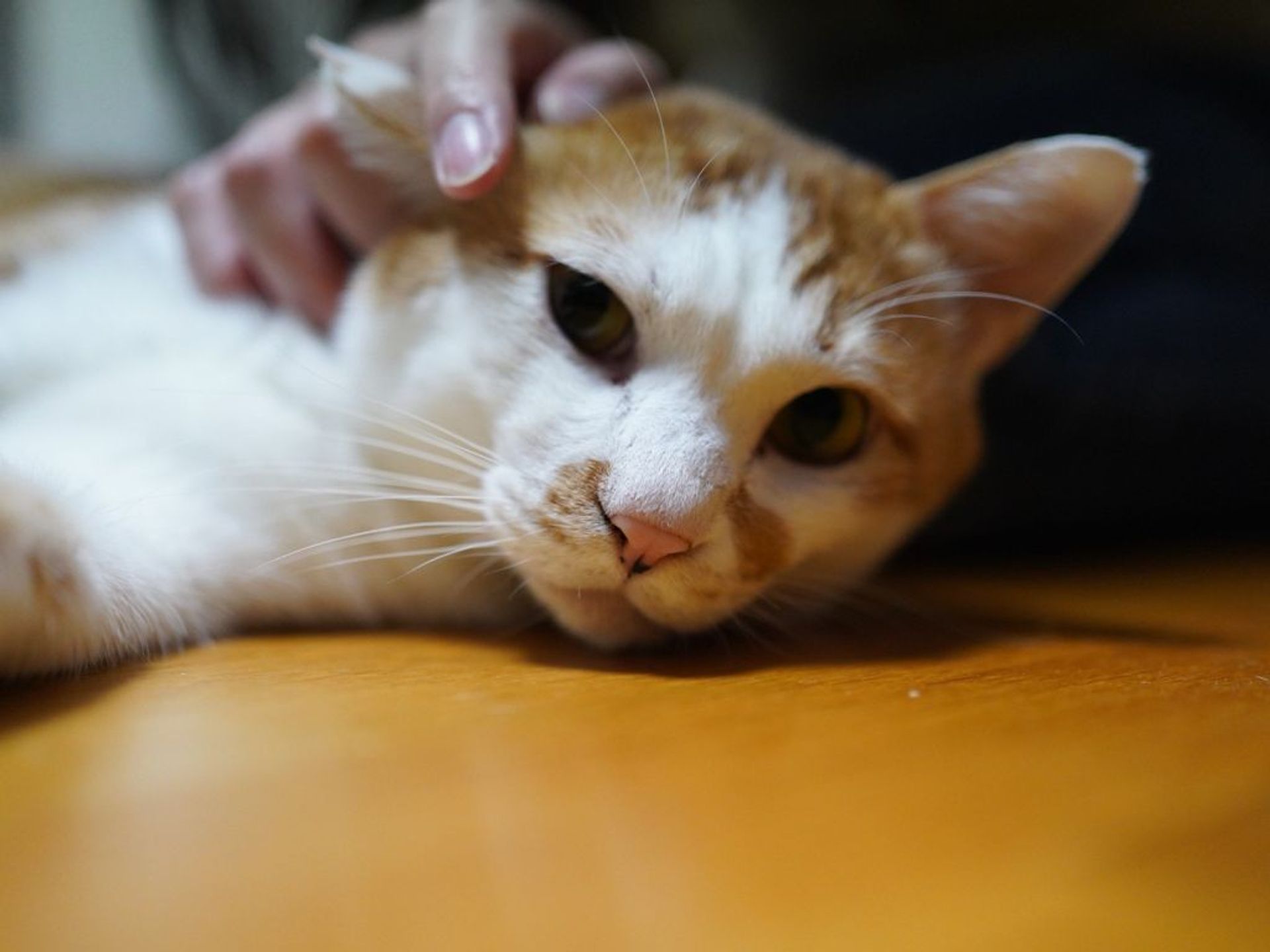 雑種（ミックス猫）・オスの里親募集の写真