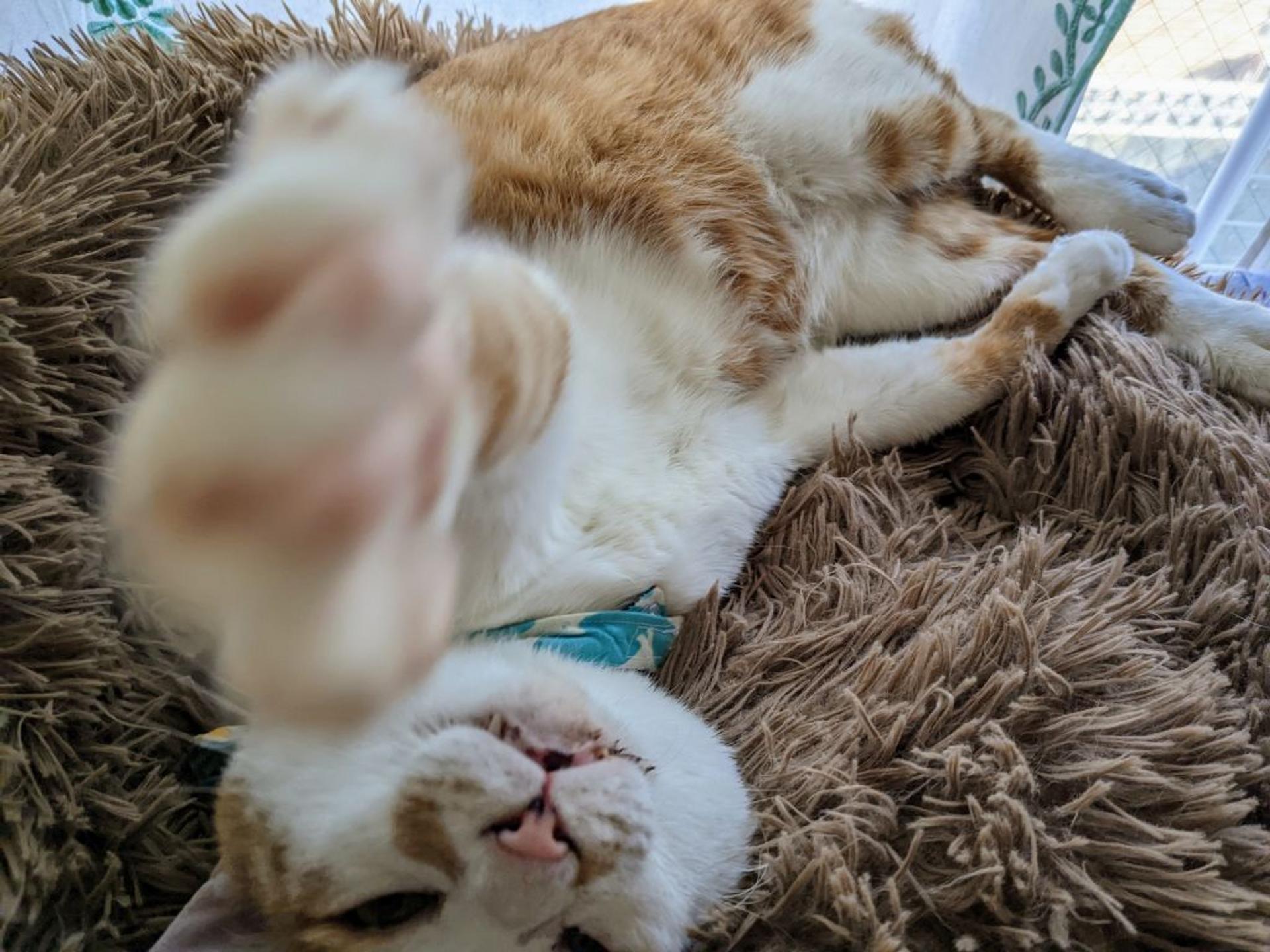 pet-image-5