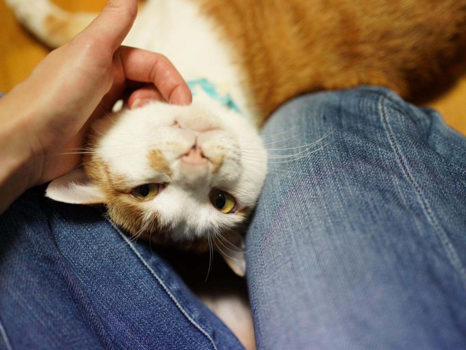 pet-image-2