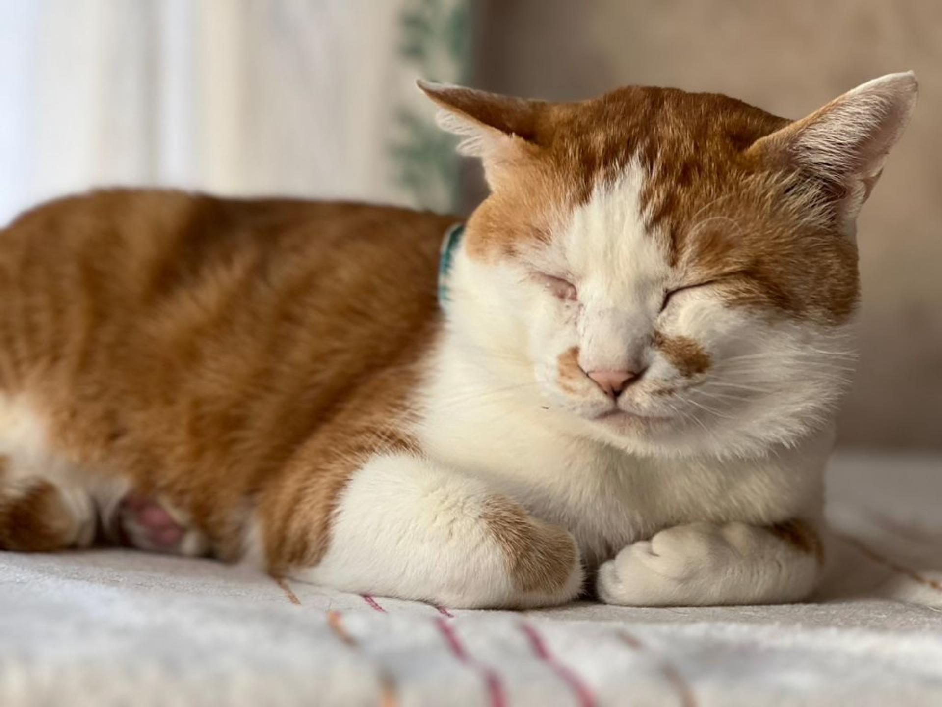 pet-image-4