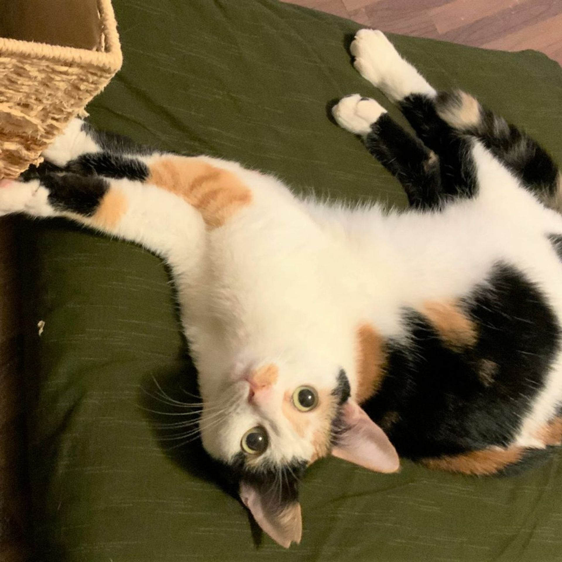 雑種（ミックス猫）・メスの里親募集の写真
