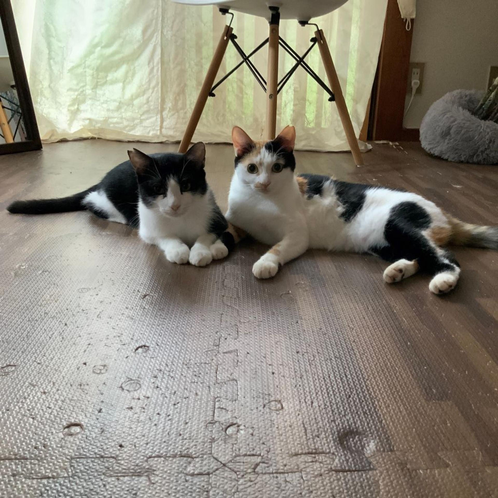 pet-image-3