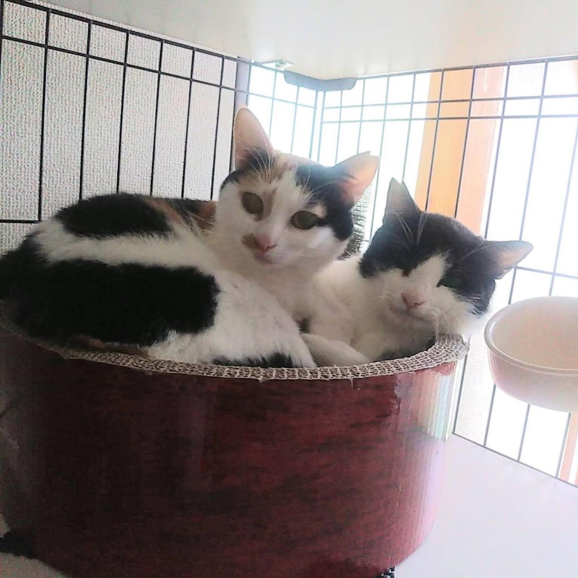 pet-image-5