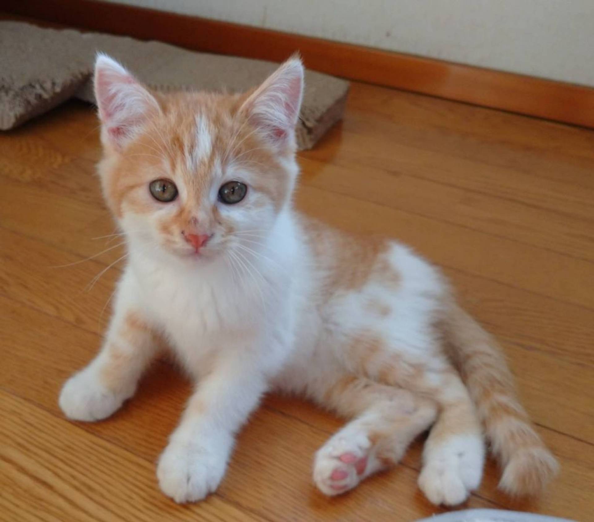 雑種（ミックス猫）・オスの里親募集の写真