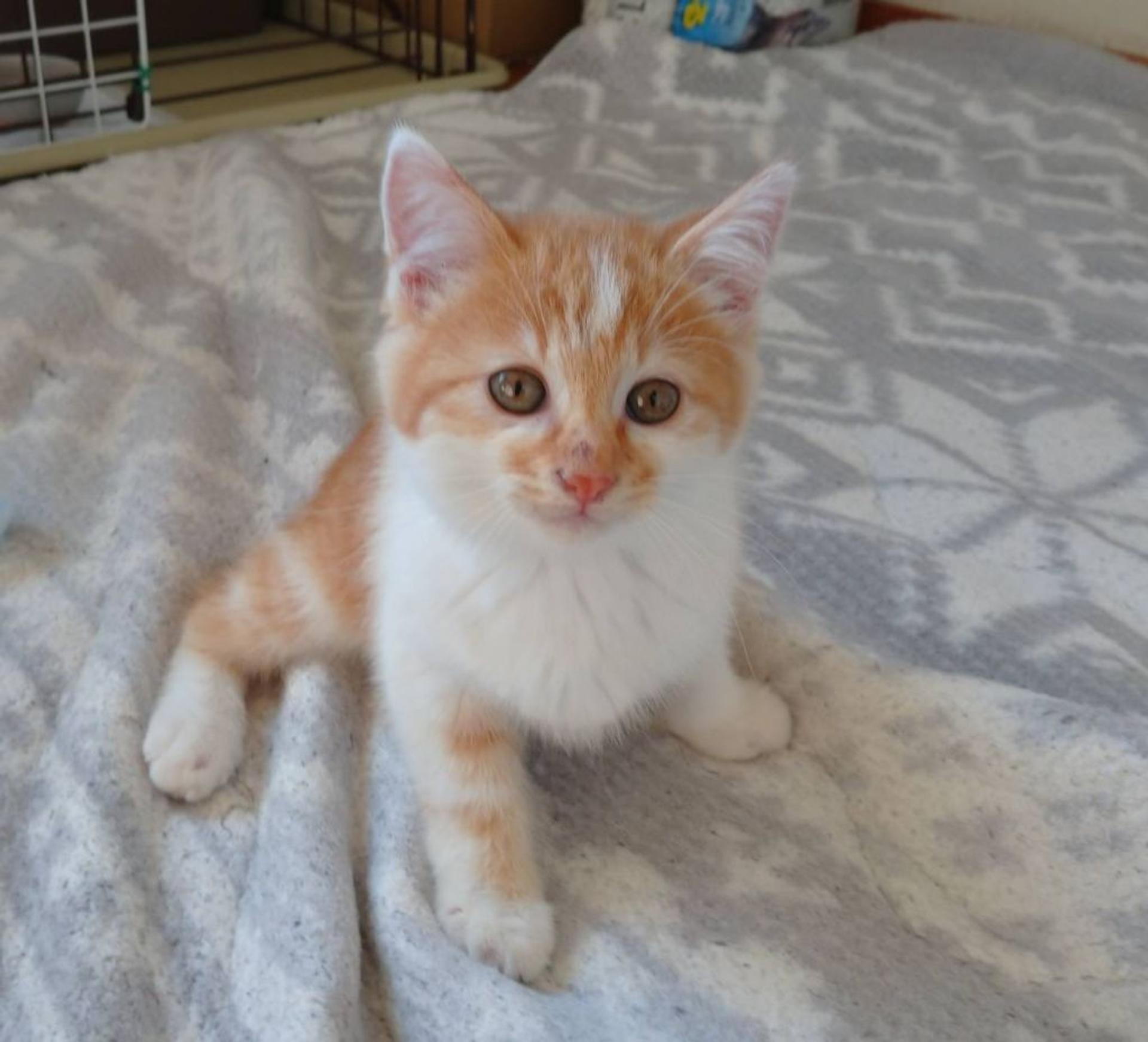 pet-image-2