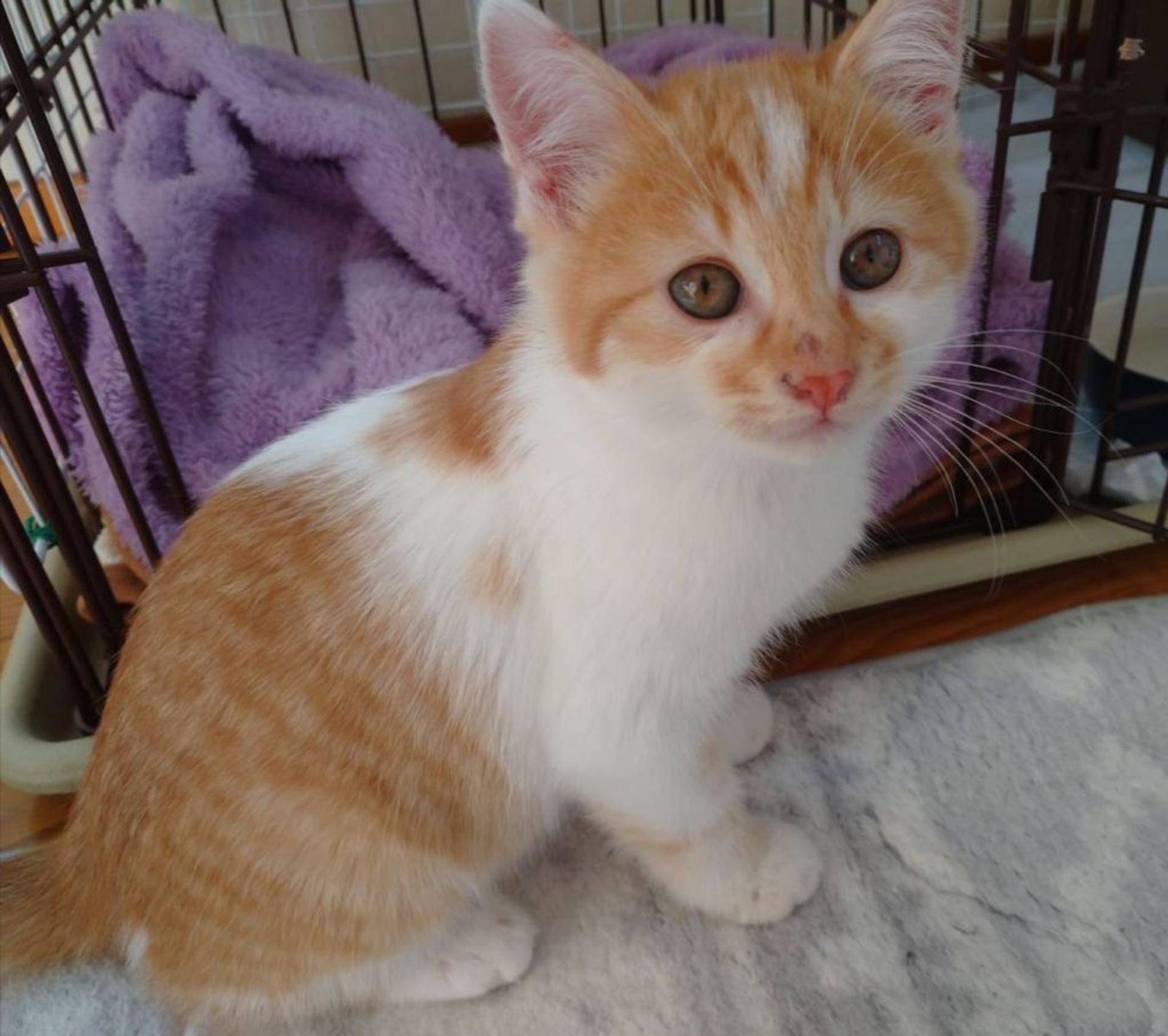 pet-image-4