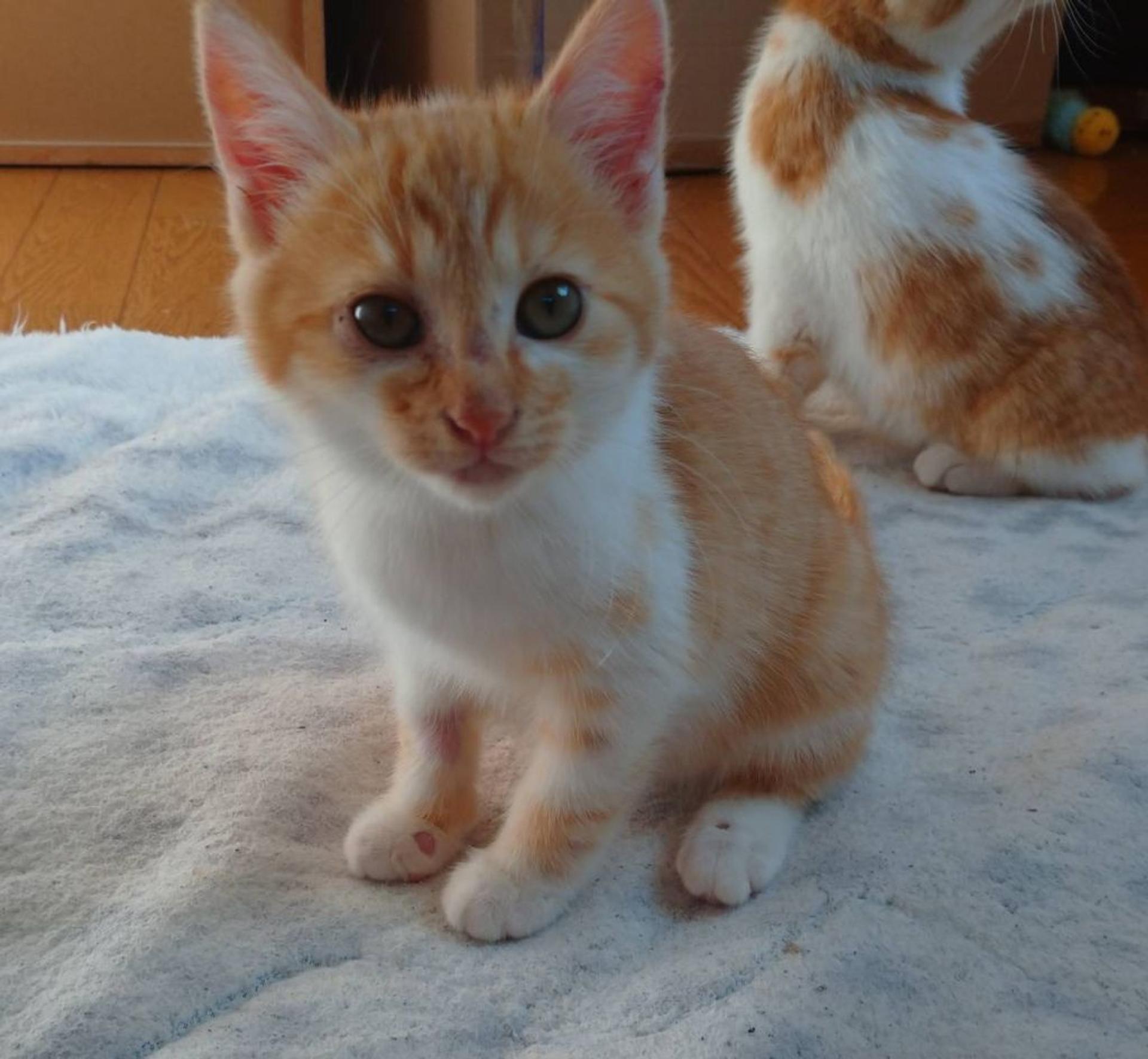 pet-image-3