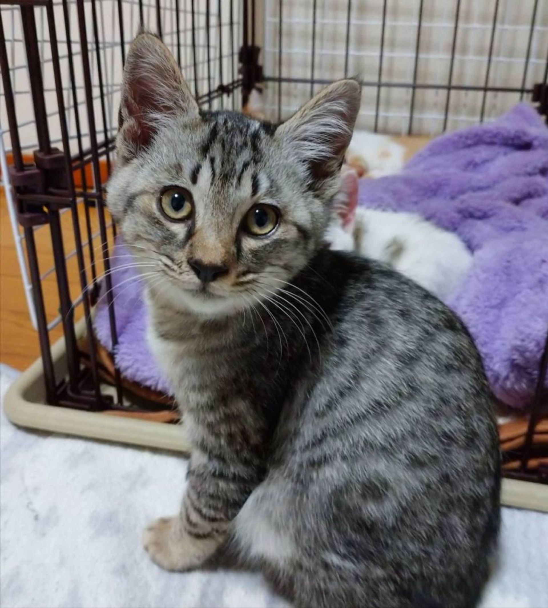 雑種（ミックス猫）・オスの里親募集の写真