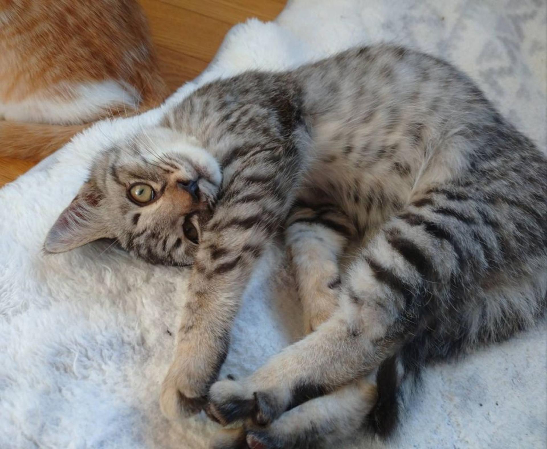 pet-image-2