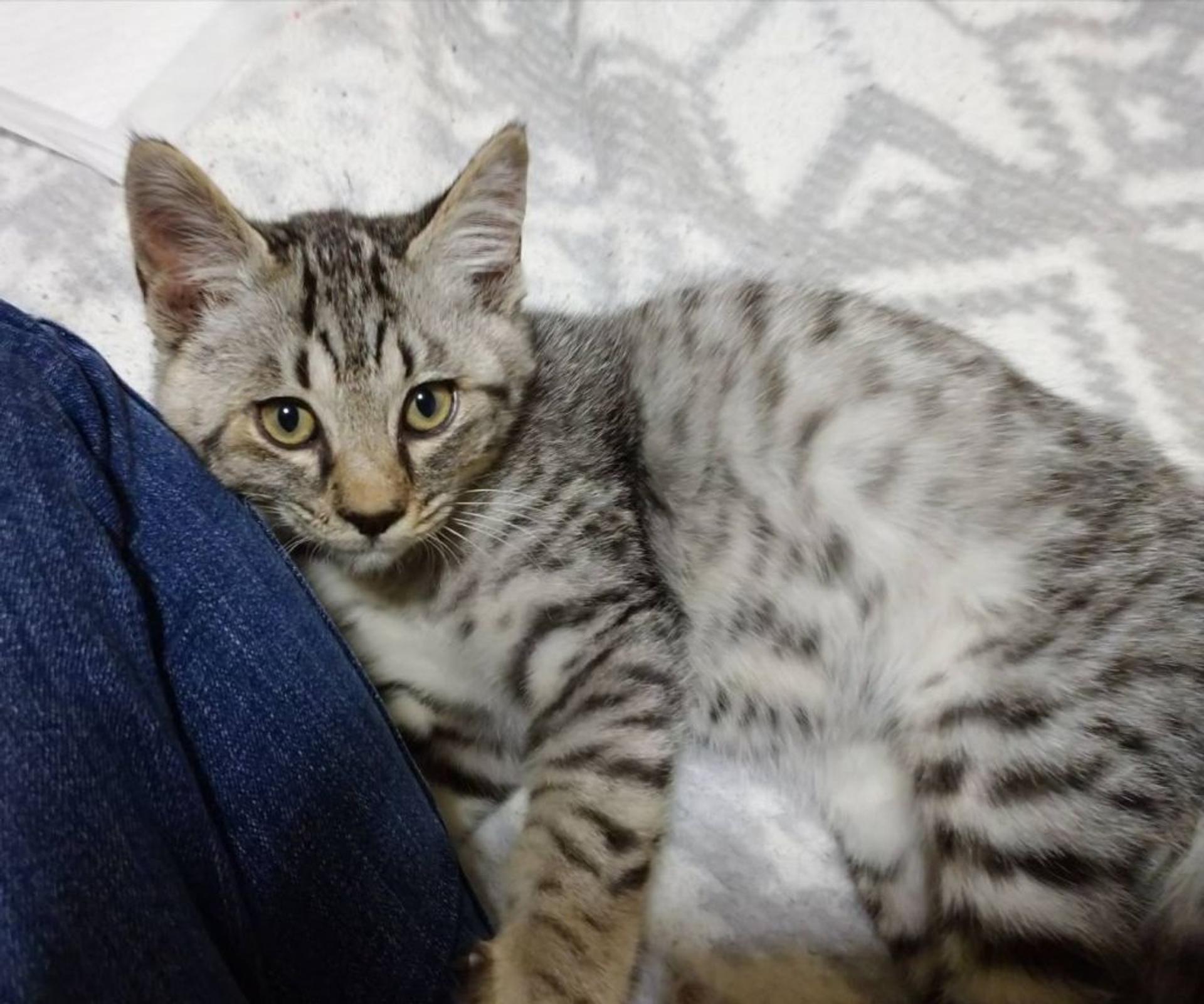pet-image-4