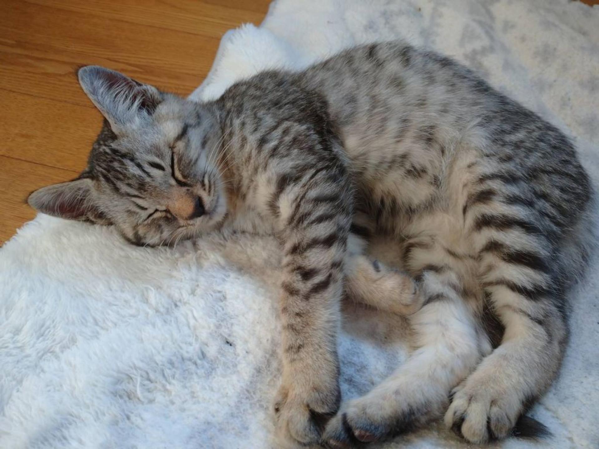 pet-image-5