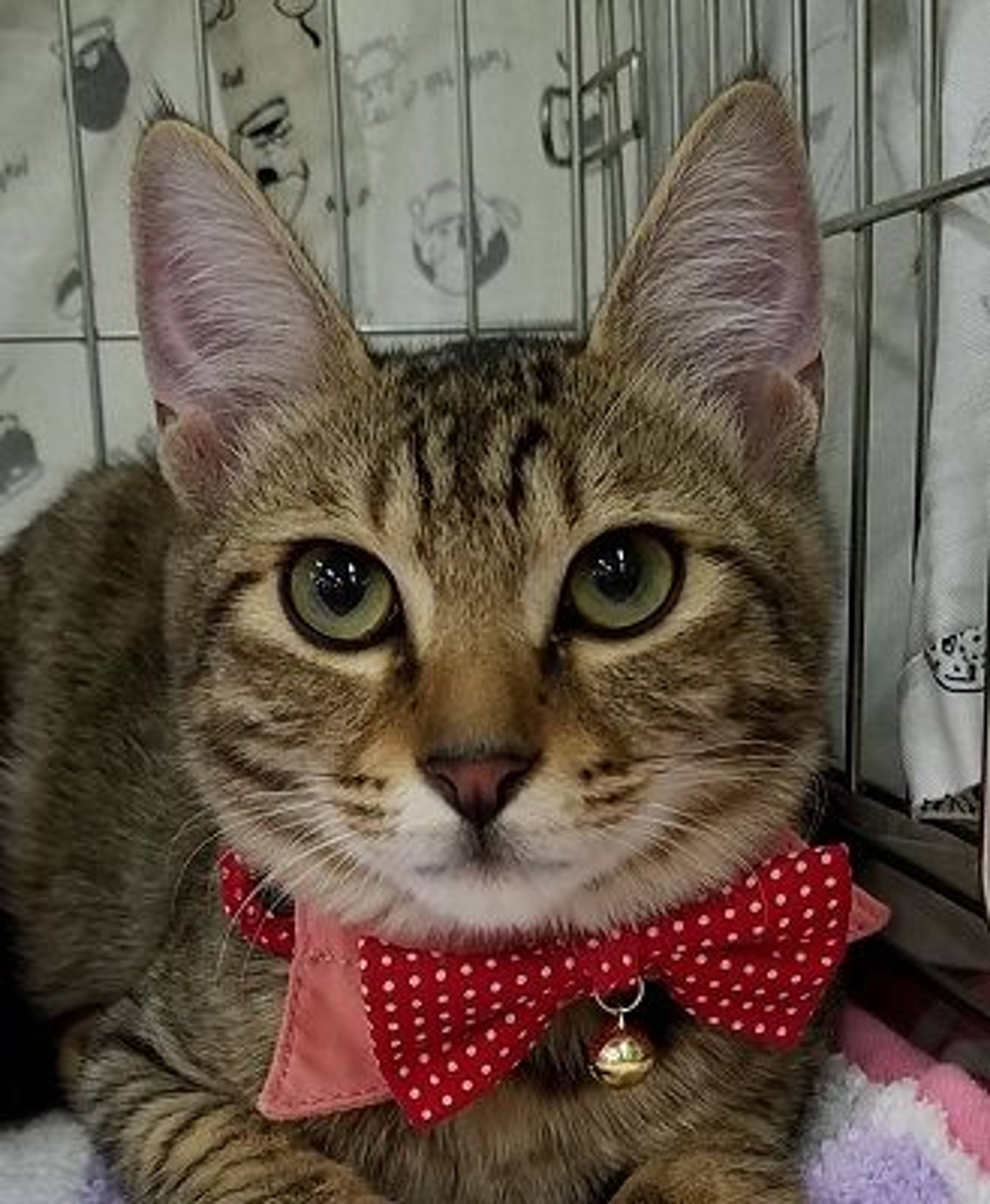 雑種（ミックス猫）・オスの里親募集の写真
